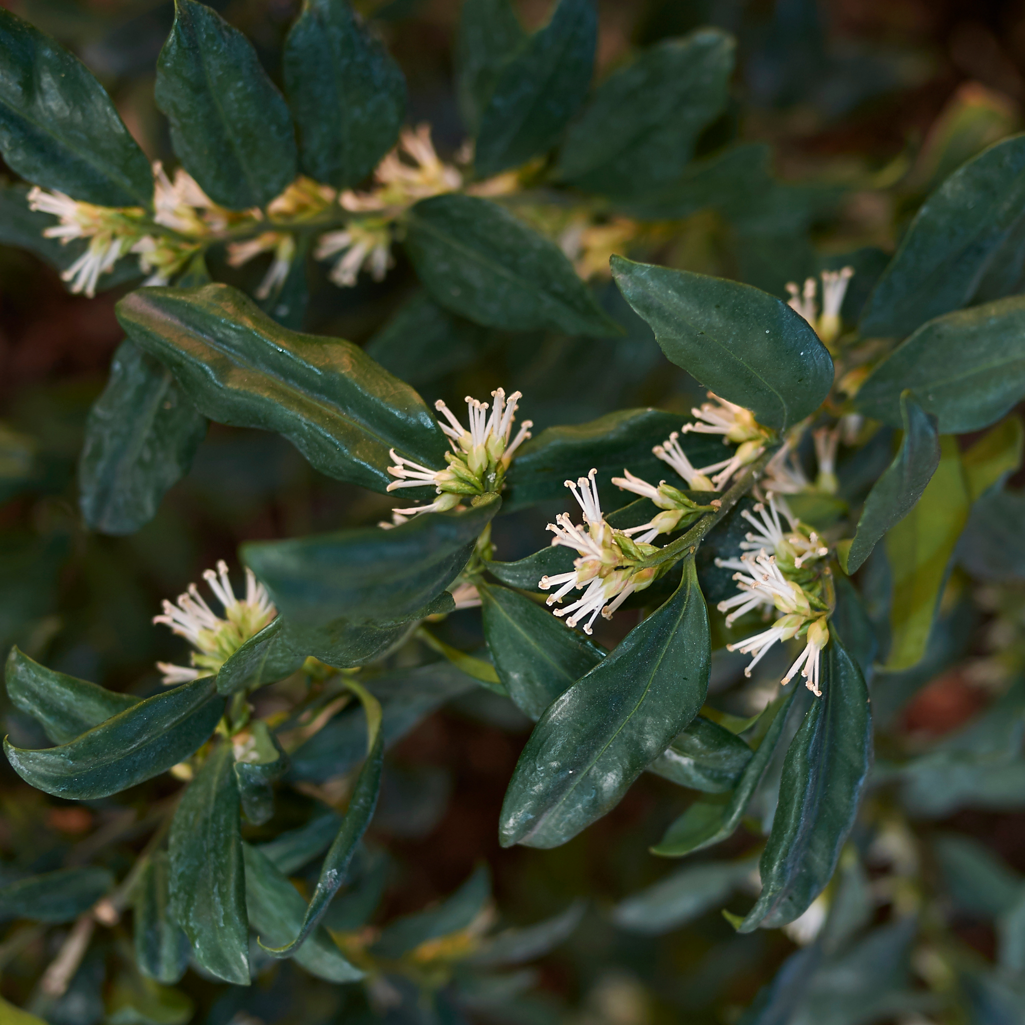 Sweetbox - Sarcococca confusa
