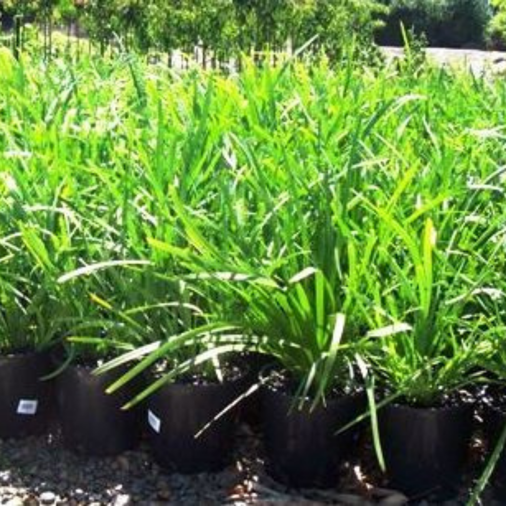Lomandra longifolia