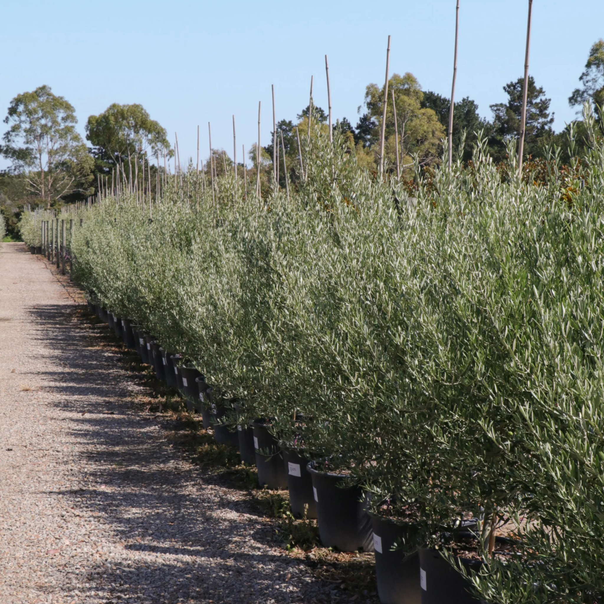 Dwarf Olive Tress - Olea europaea Bambalina