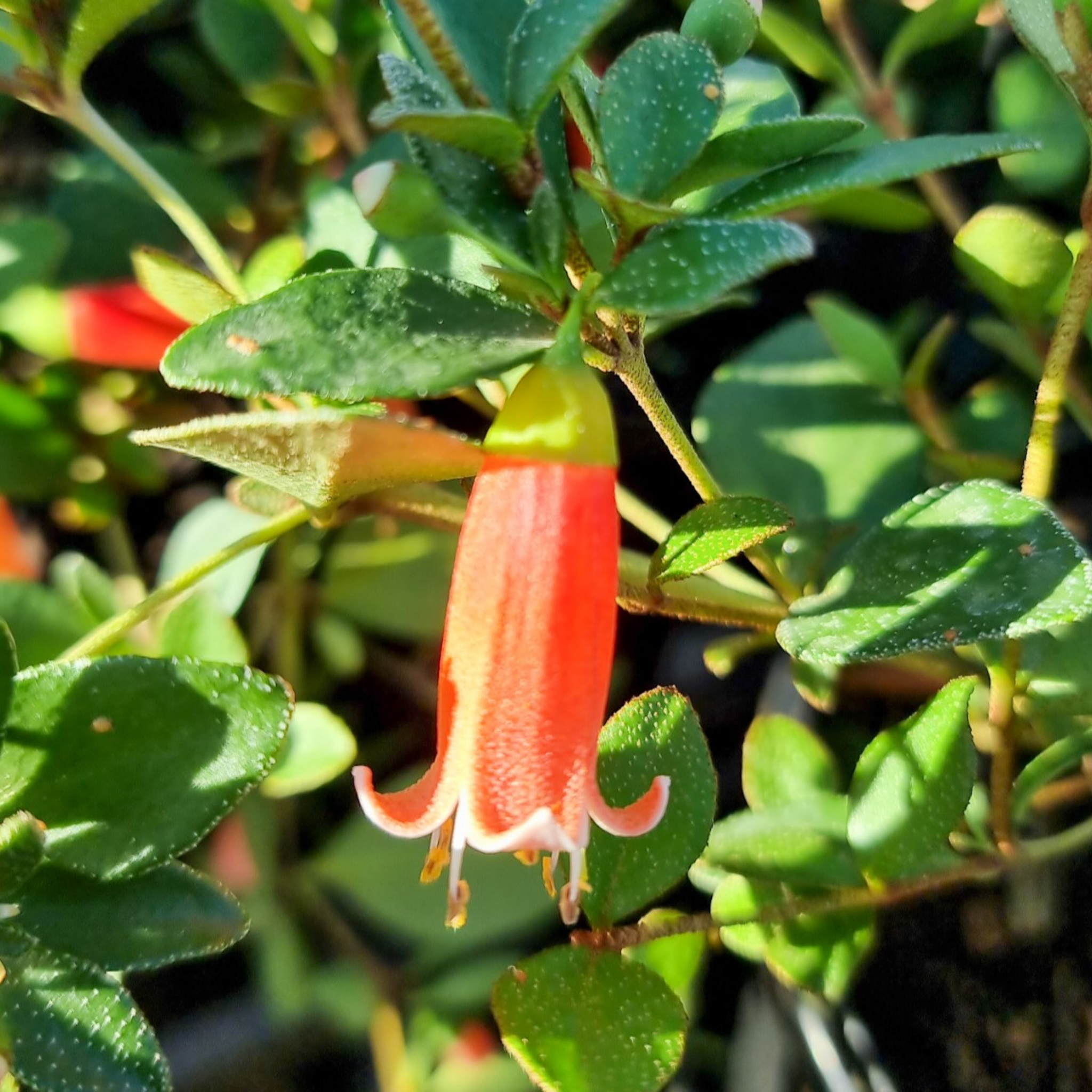 Orange Glow Native Fuchsia - Correa pulchella 'Orange Glow'