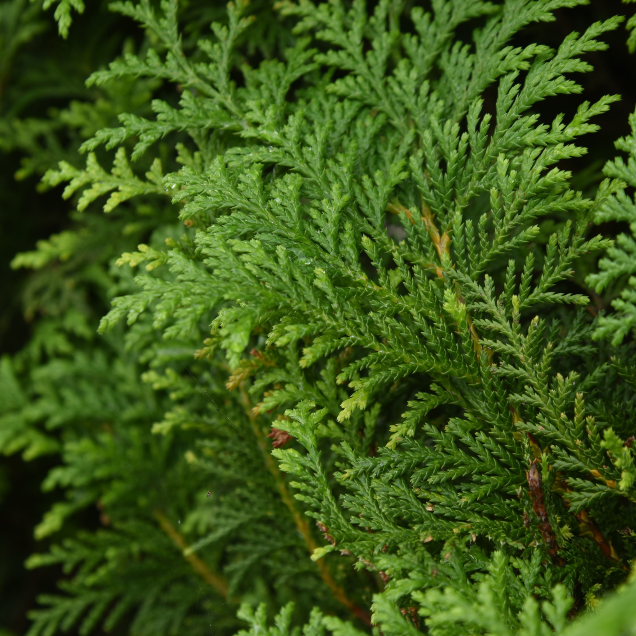 Juniperus chinensis ‘Spartan’ - Chinese Juniper Conifer