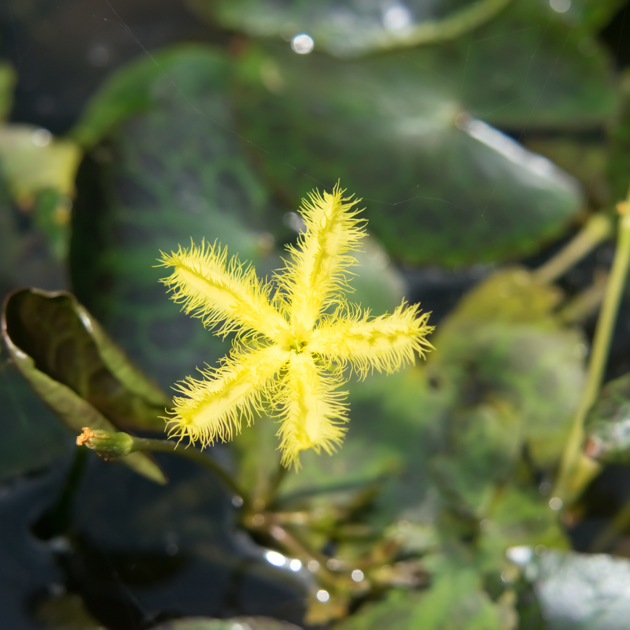 Marshwort yellow - Nymphoides geminata