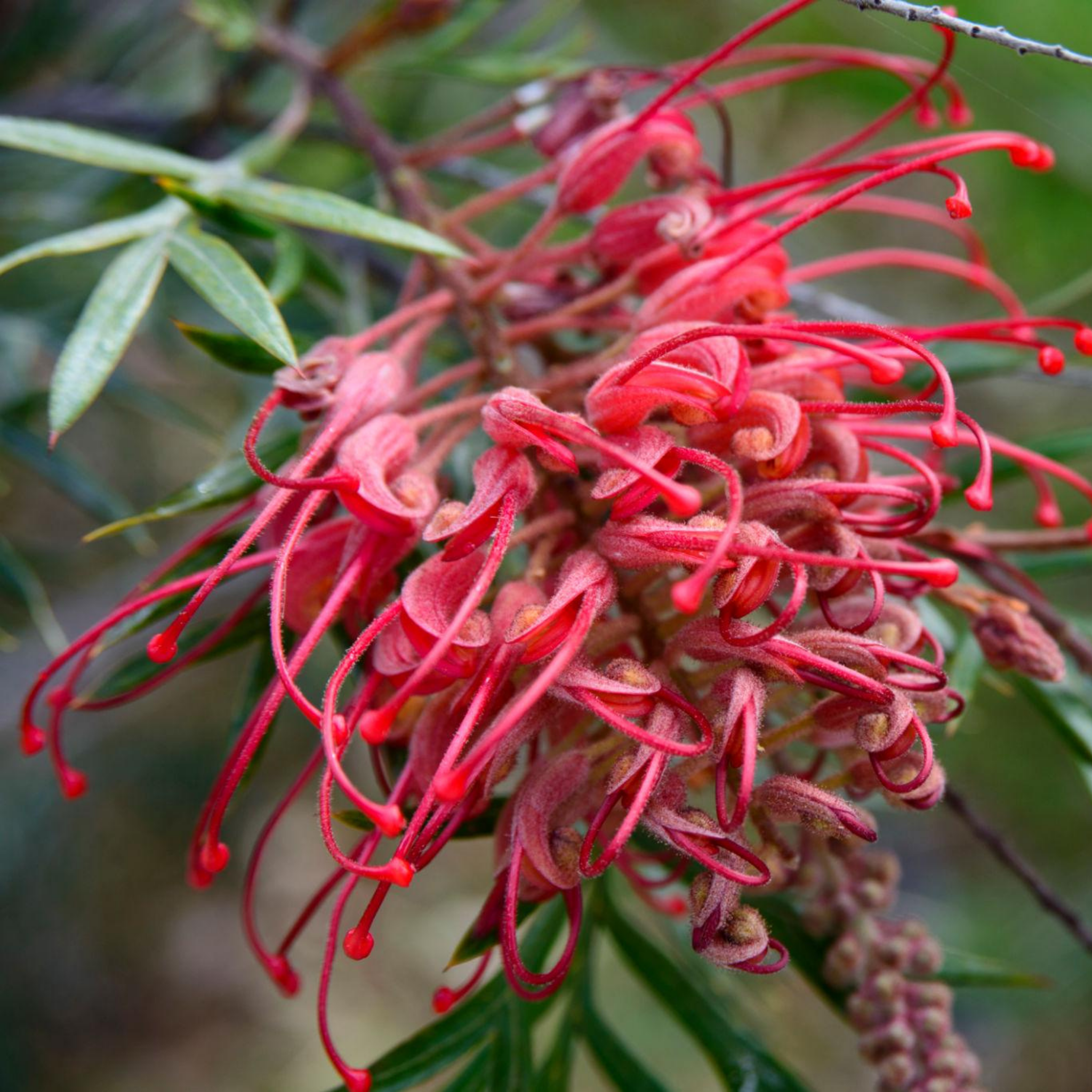 Grevillea 'Robyn Gordon' - Grevillea banksii bipinnatifida Robyn Gordon