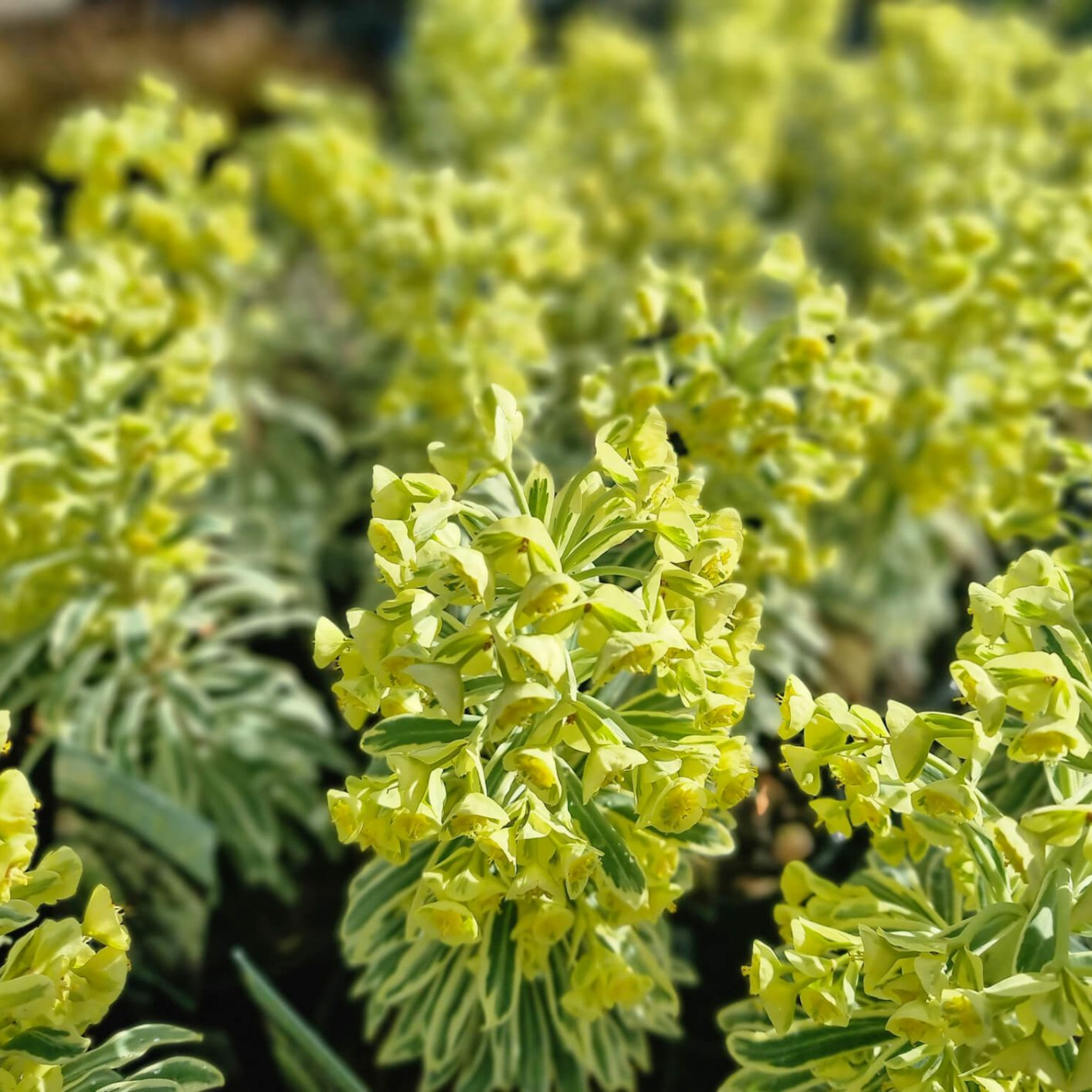 Glacier Blue Spurge - Euphorbia characias 'Glacier Blue'