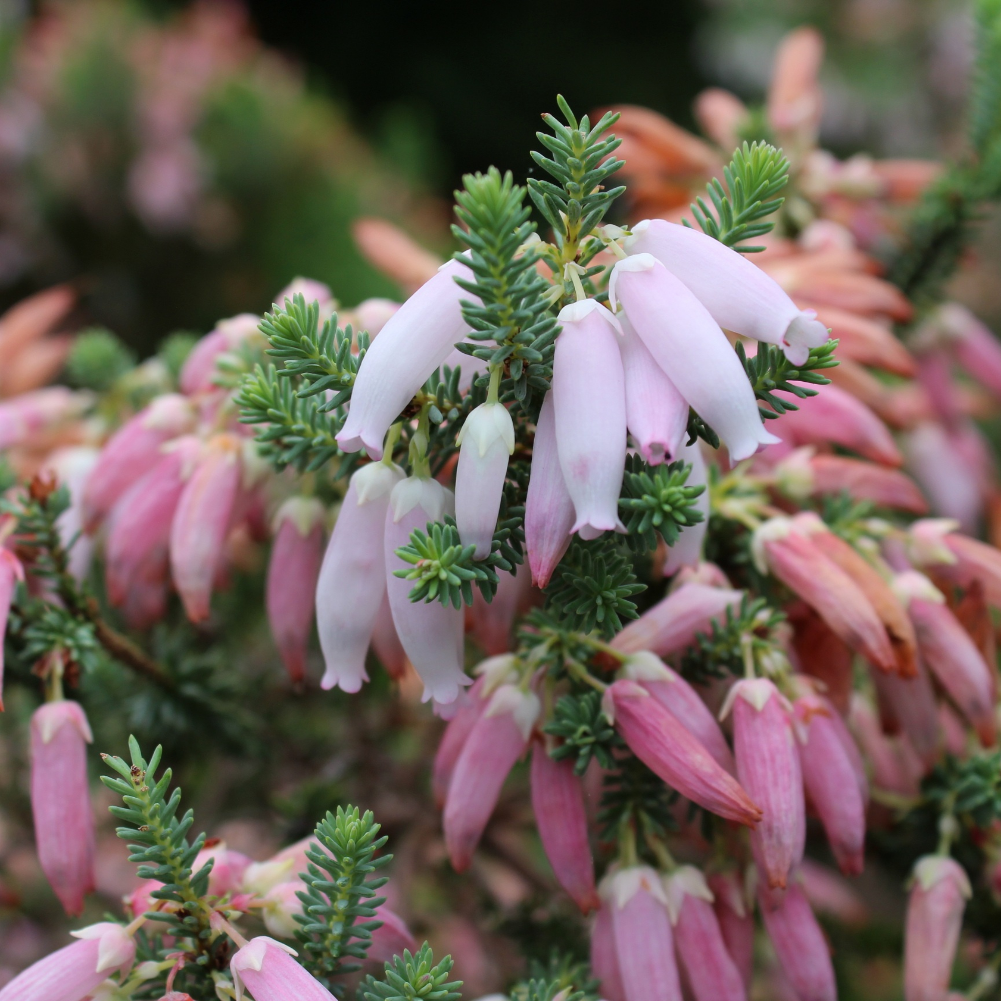 Bridal Heath Pink Blush - Erica bauera Pink Blush