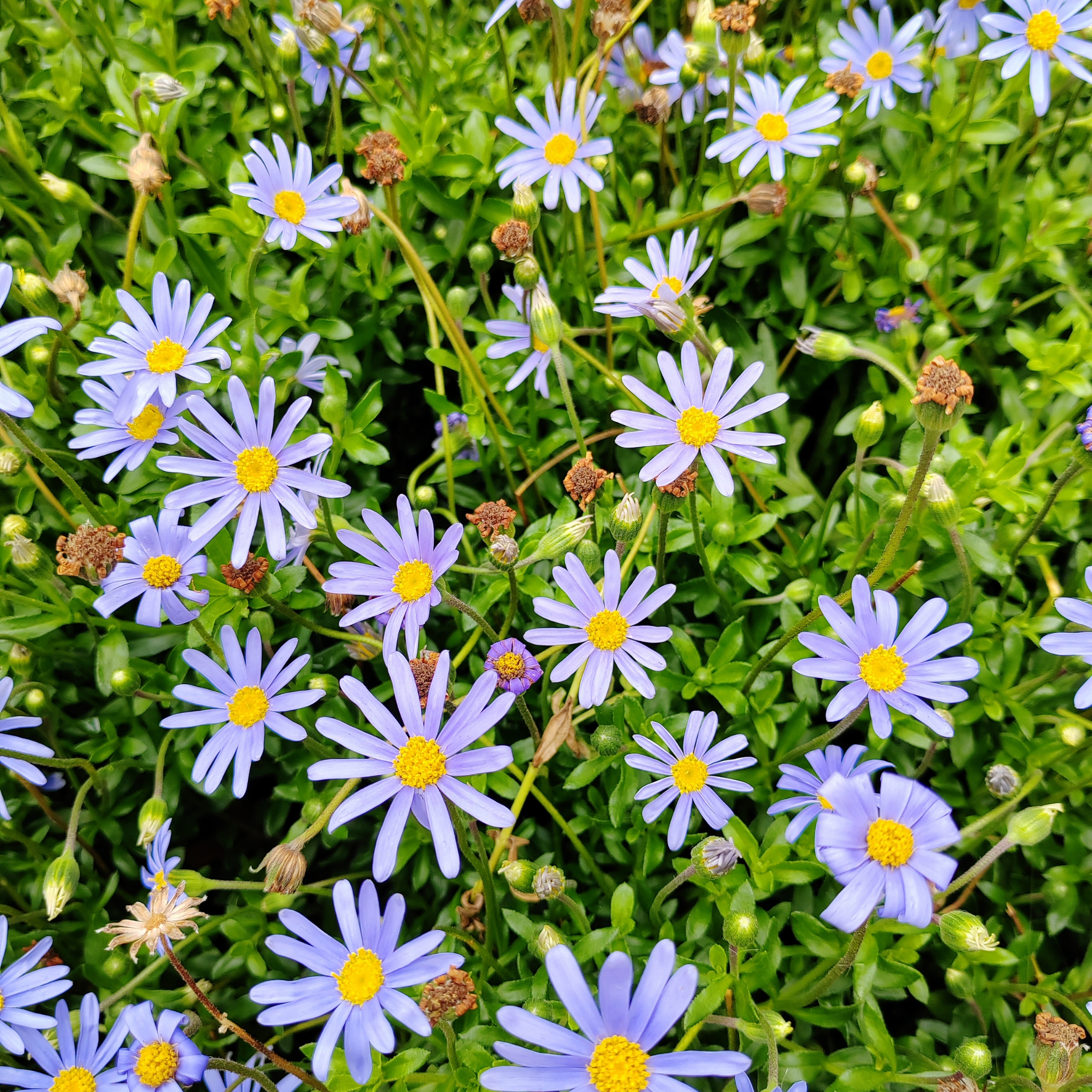 Blue Marguerite - Felicia amelloides