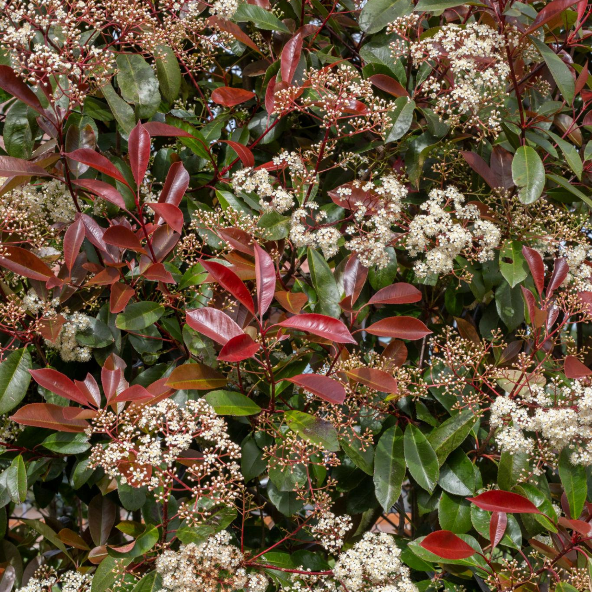 Red Tip Photinia Red Robin - Photinia fraseri Red Robin