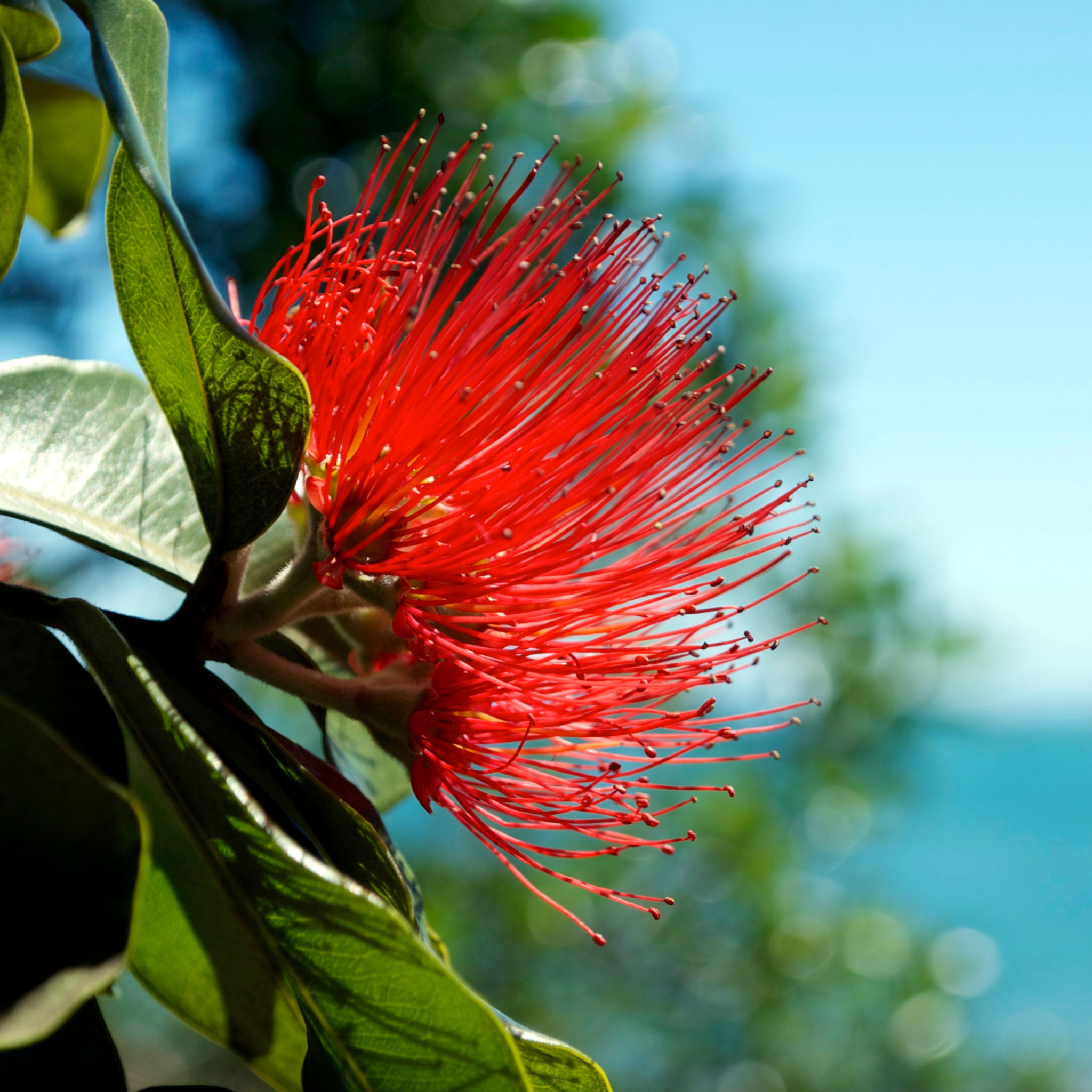 New Zealand Christmas Bush - Metrosideros collina Tahiti