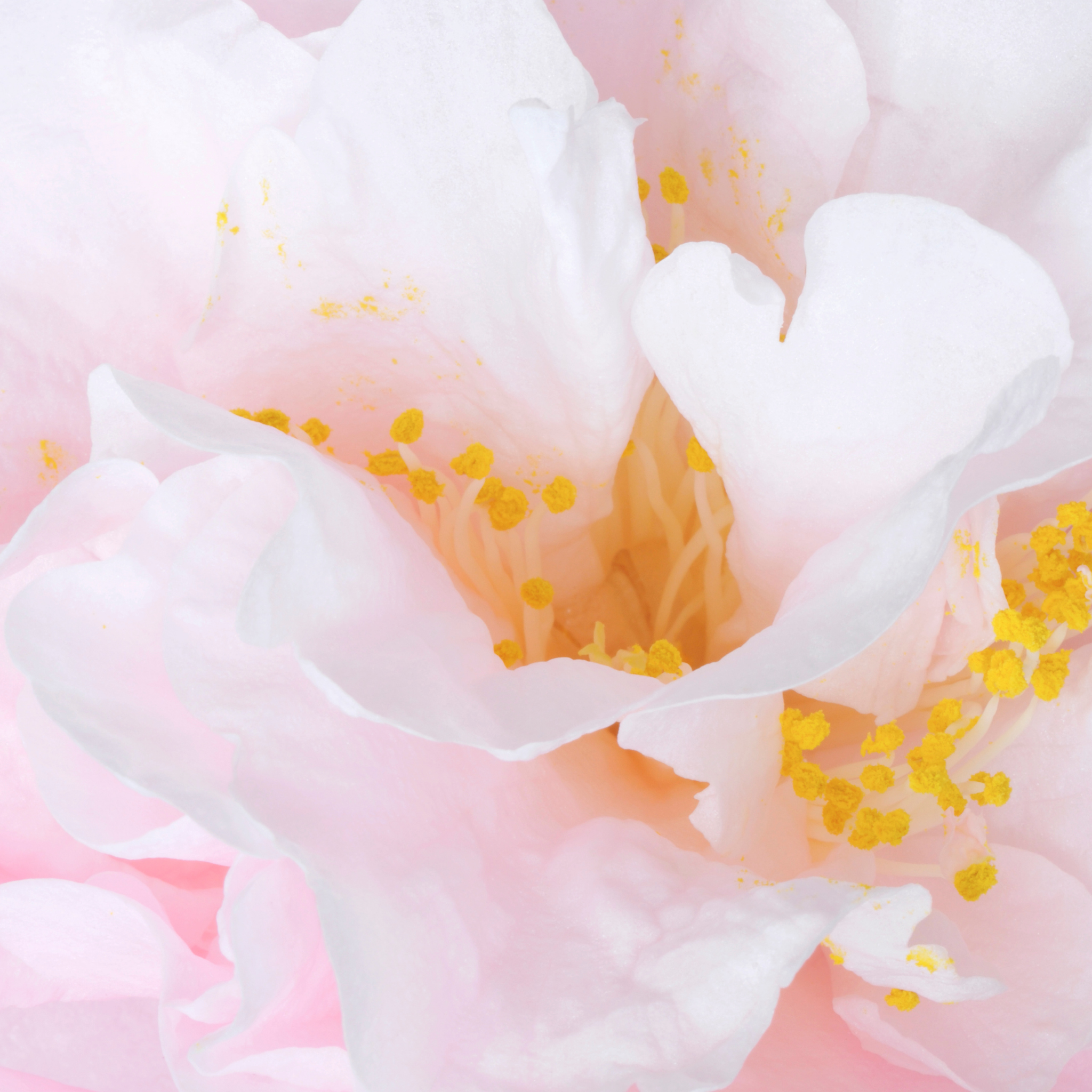 Camellia Sweet Jane - Camellia hybrida 'Sweet Jane'