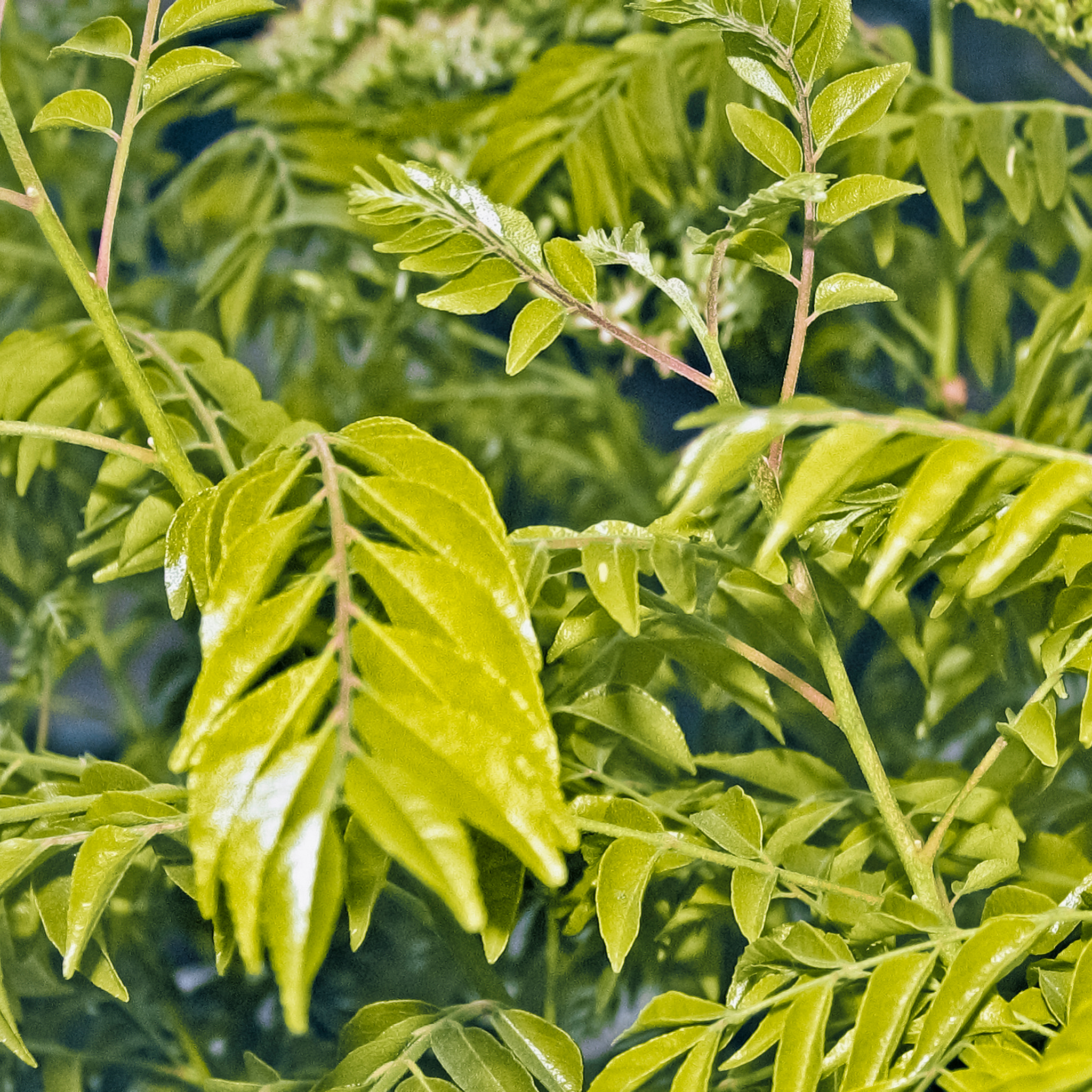 Curry Tree - Murraya koenigii