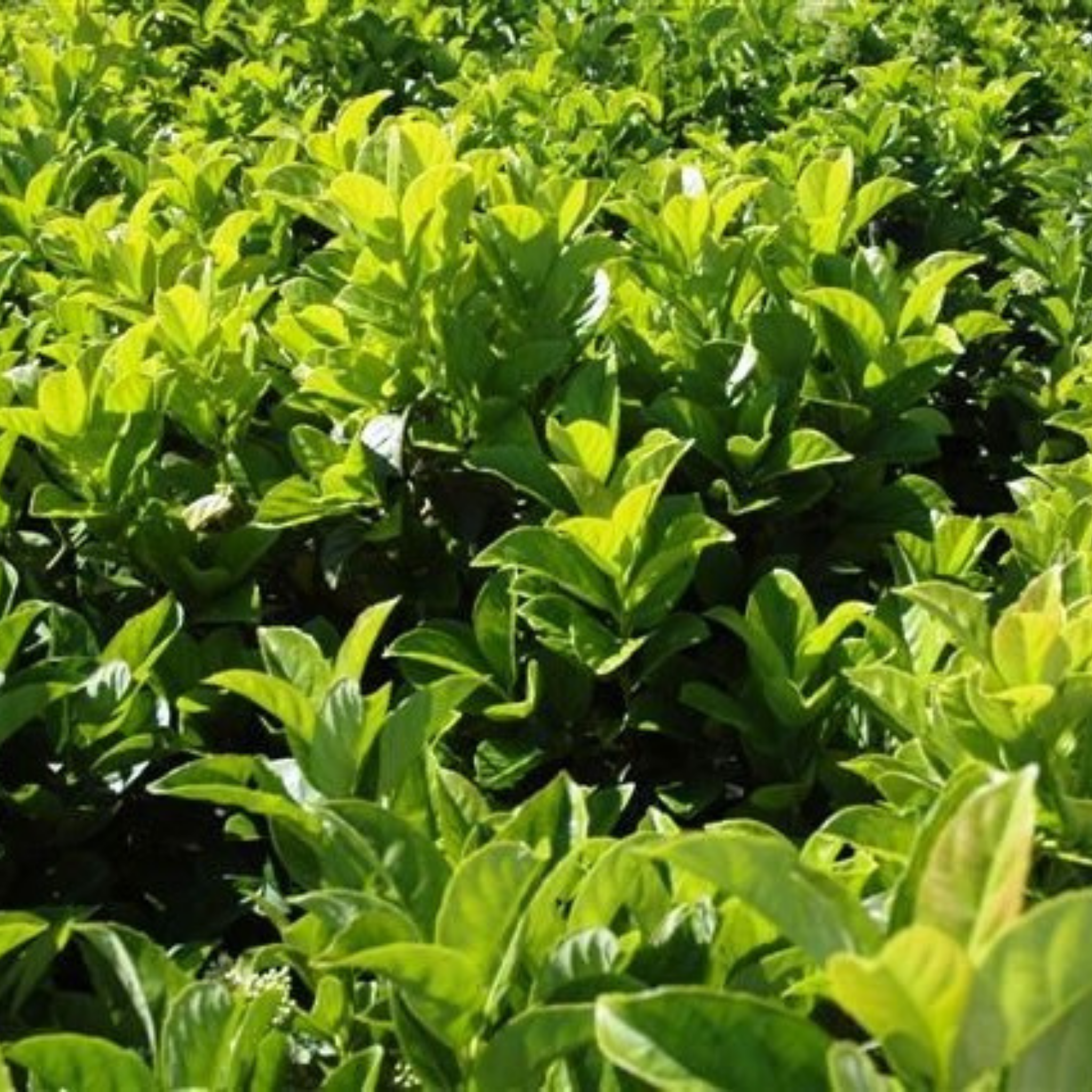 Close-up of green plants with a focus on leaves