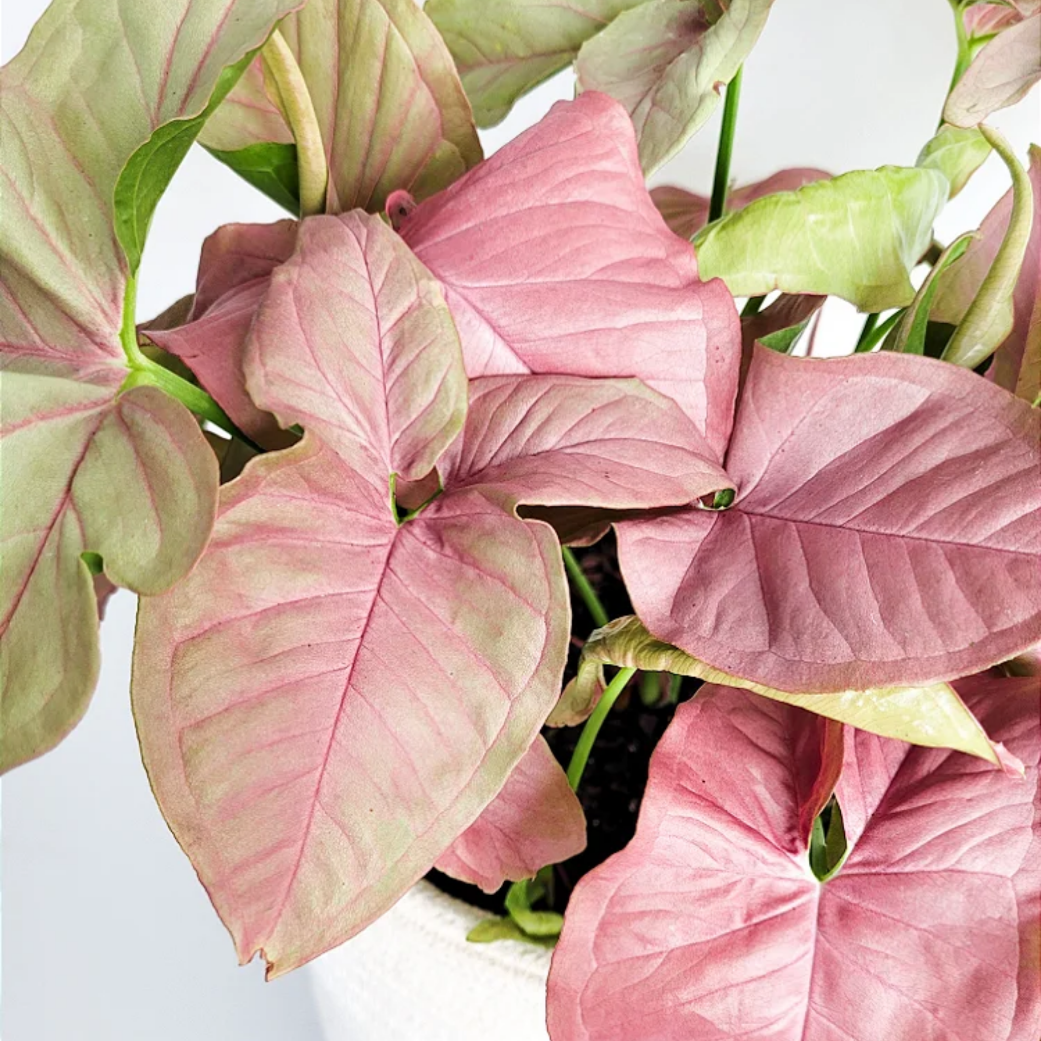 Pink Syngonium - Syngonium podophyllum 'Neon' Arrowhead Plant