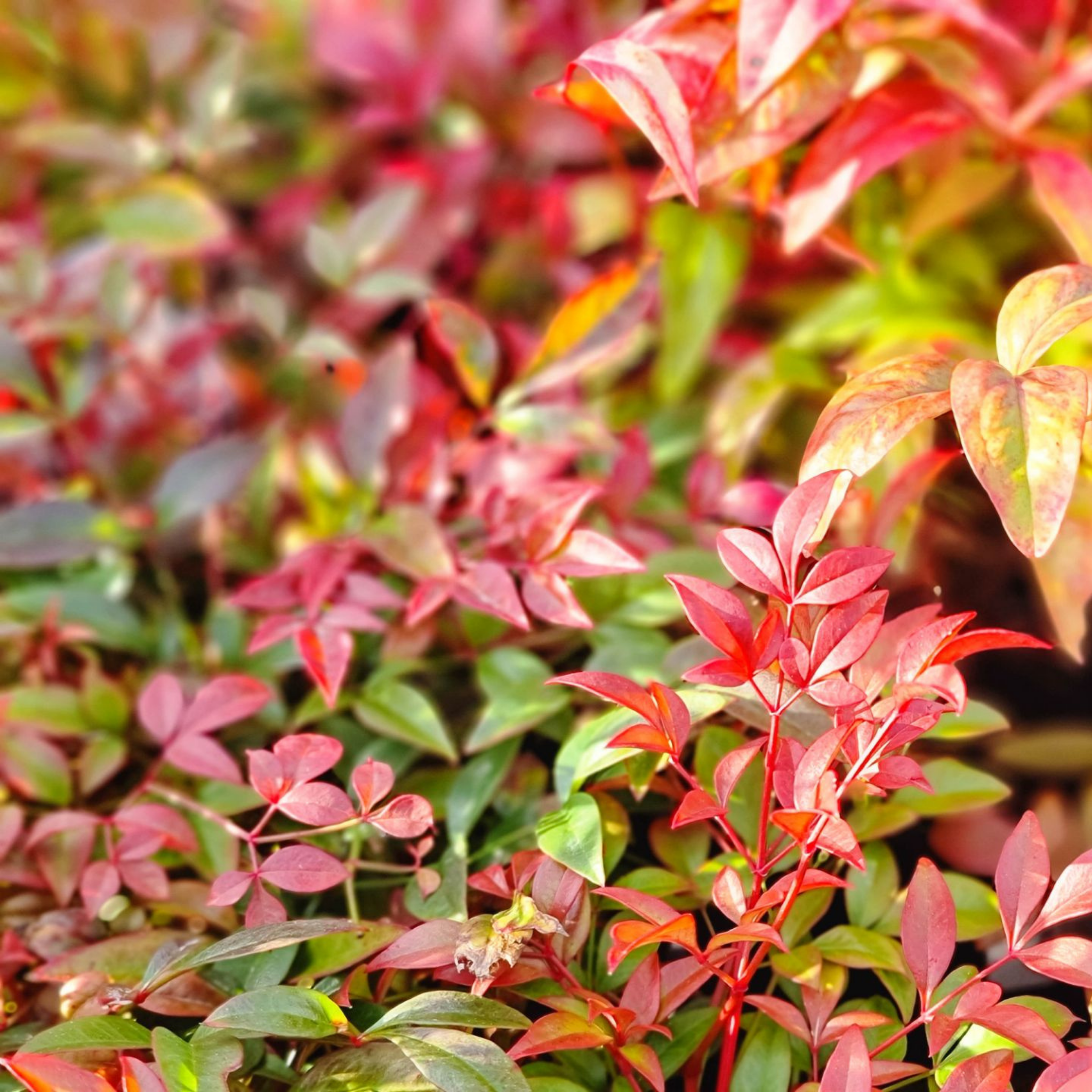 Nandina Obsession - Nandina domestica Obsession PBR