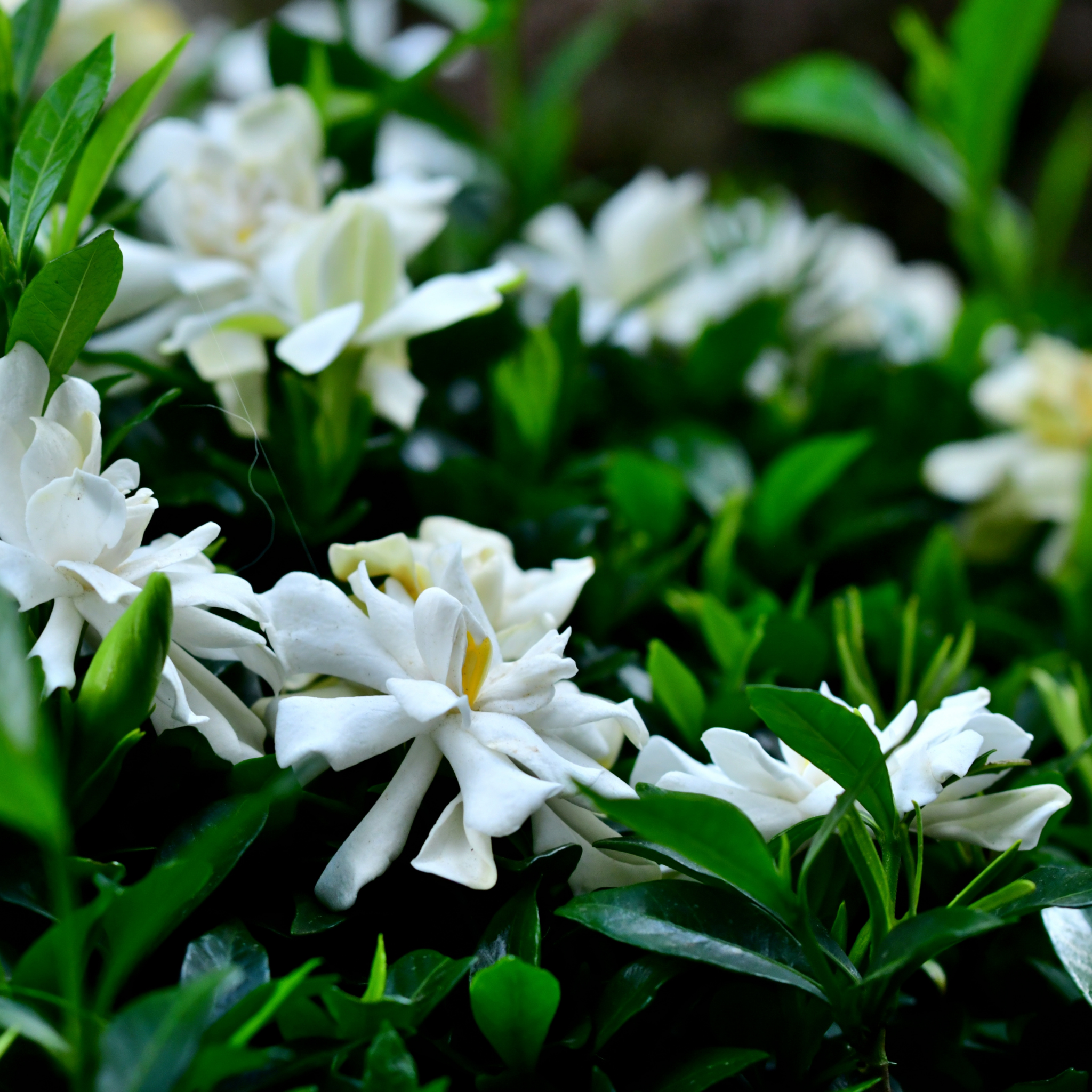 Creeping Gardenia - Gardenia jasminoides 'Radicans'