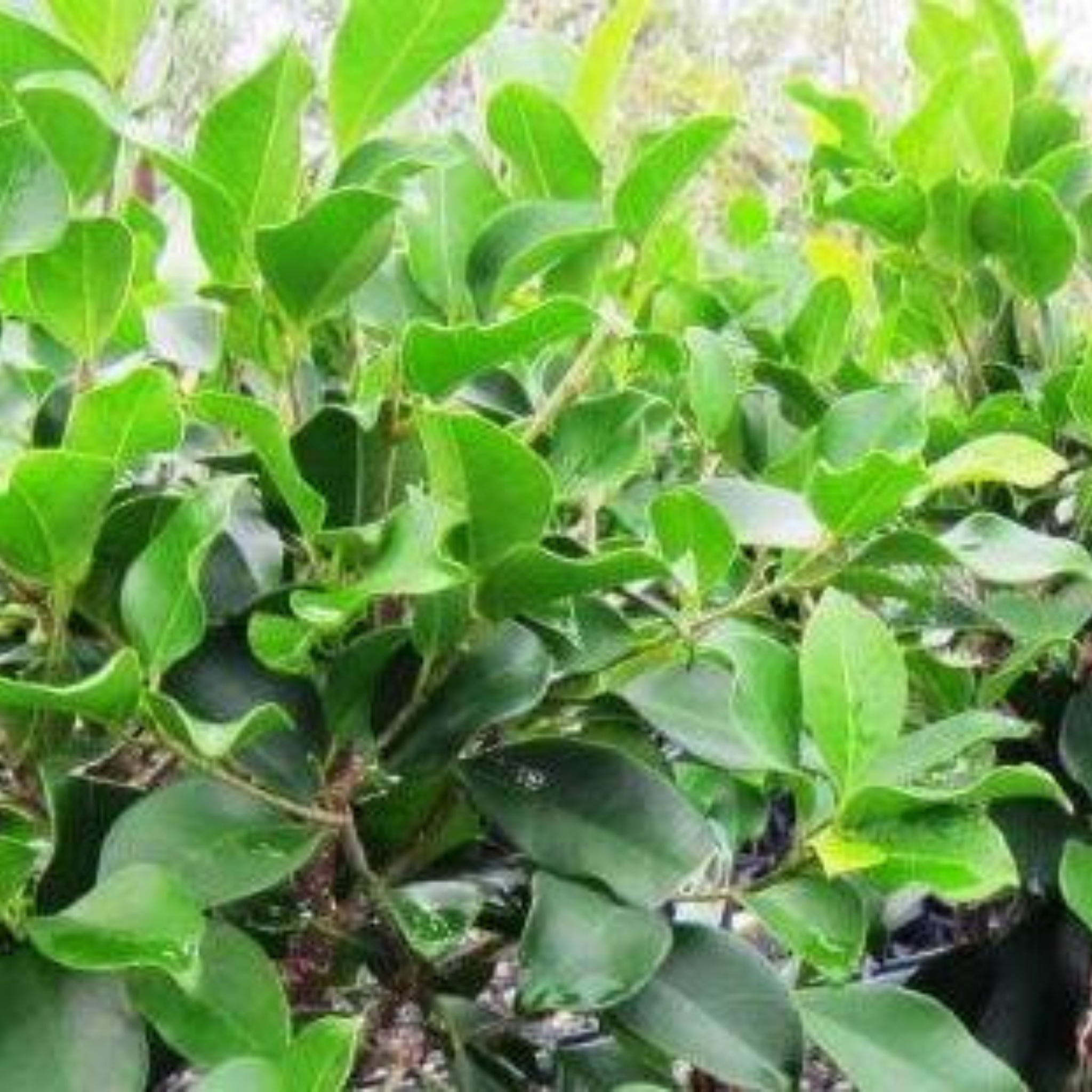 Hills Weeping Fig - Ficus microcarpa hillii Emerald