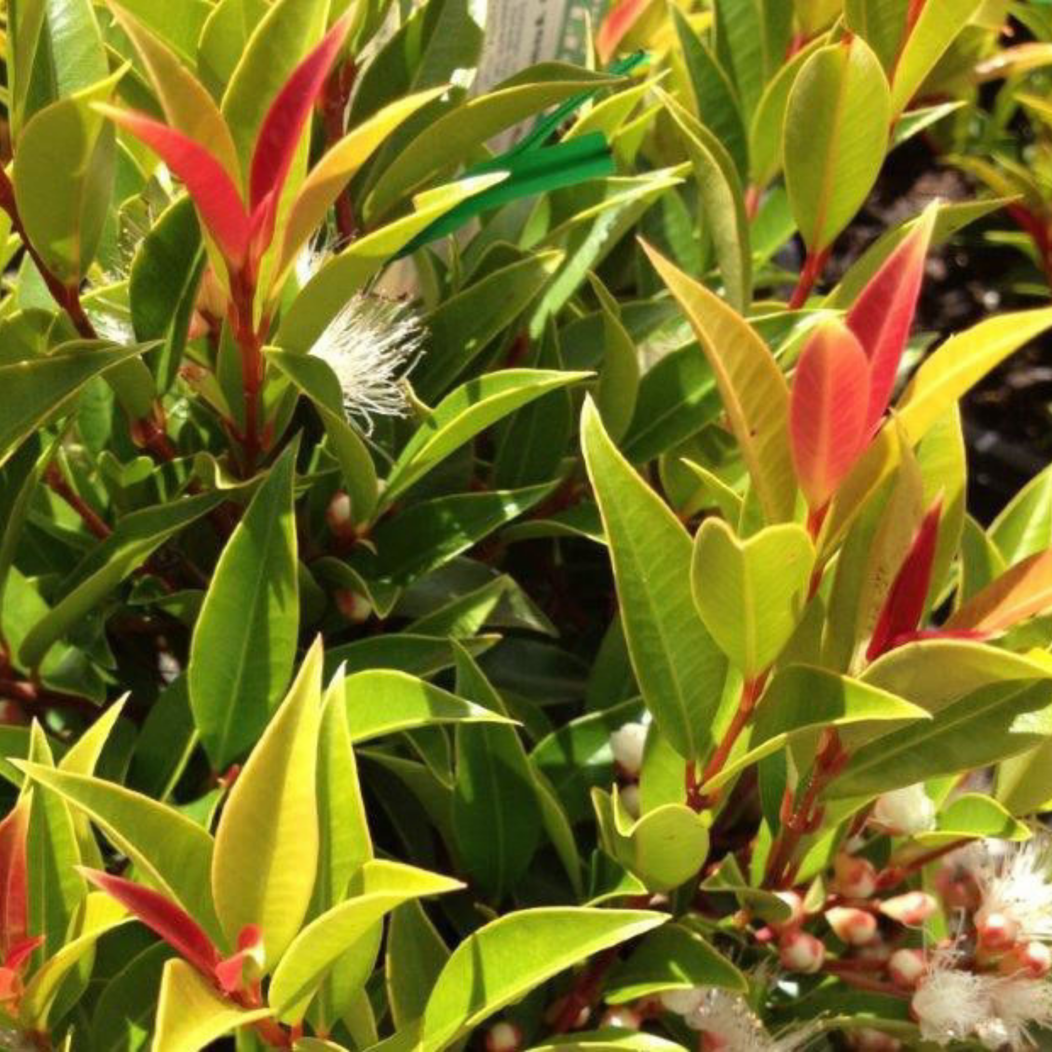 Lilly Pilly Winter Lights - Syzygium australe Winter Lights