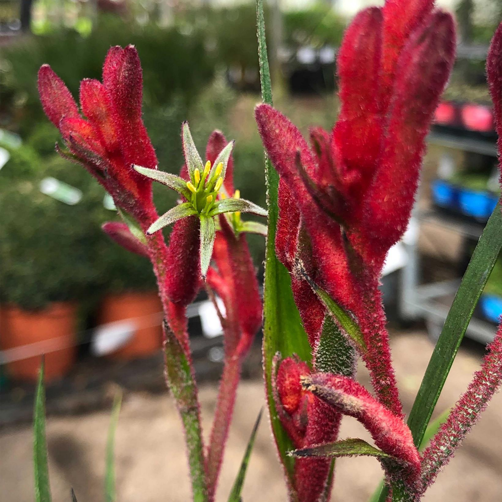 Bush Gems Kangaroo Paw 'Bush Inferno' - Anigozanthos hybrida