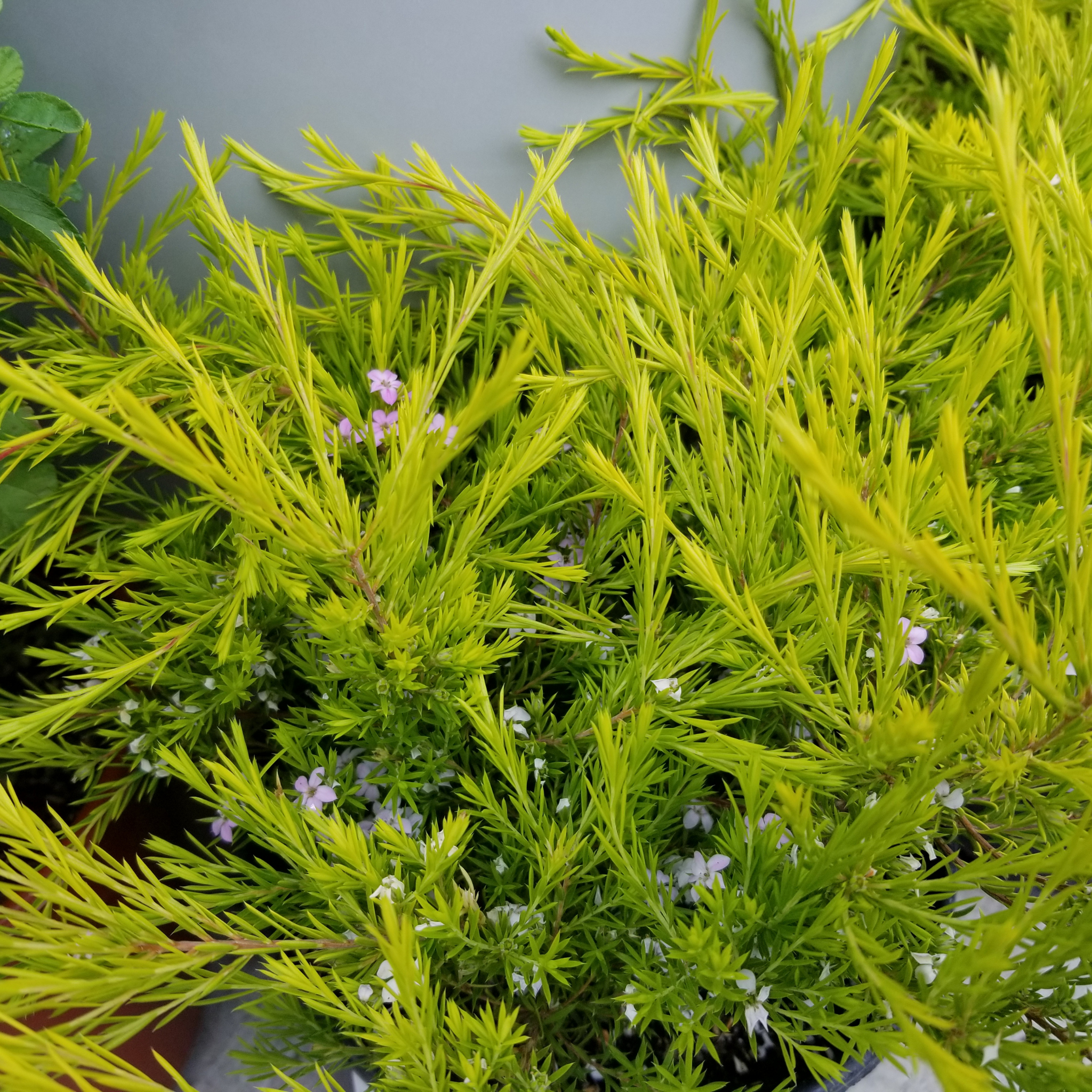 Golden Diosma Aurea - Coleonema pulchellum 'Aurea'