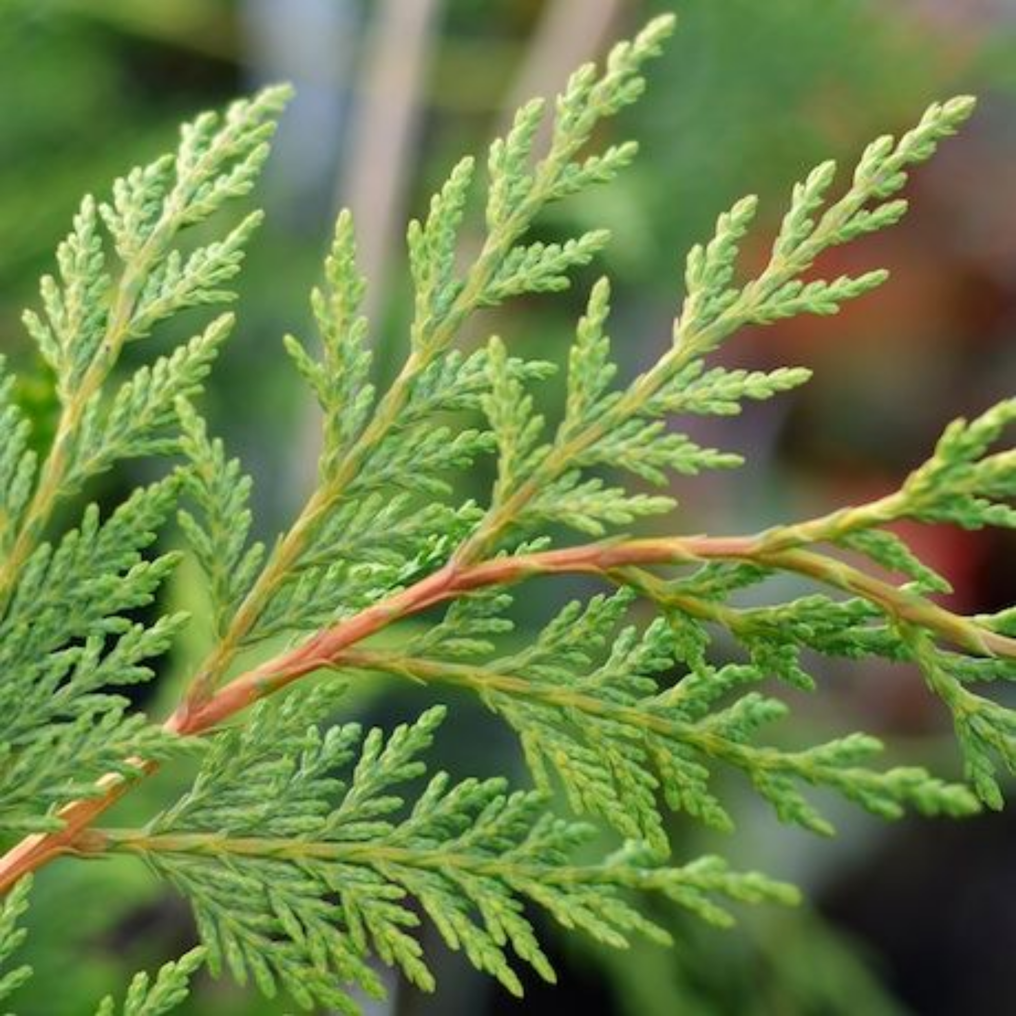 Close-up of a branch with green needles on a blurred natural background