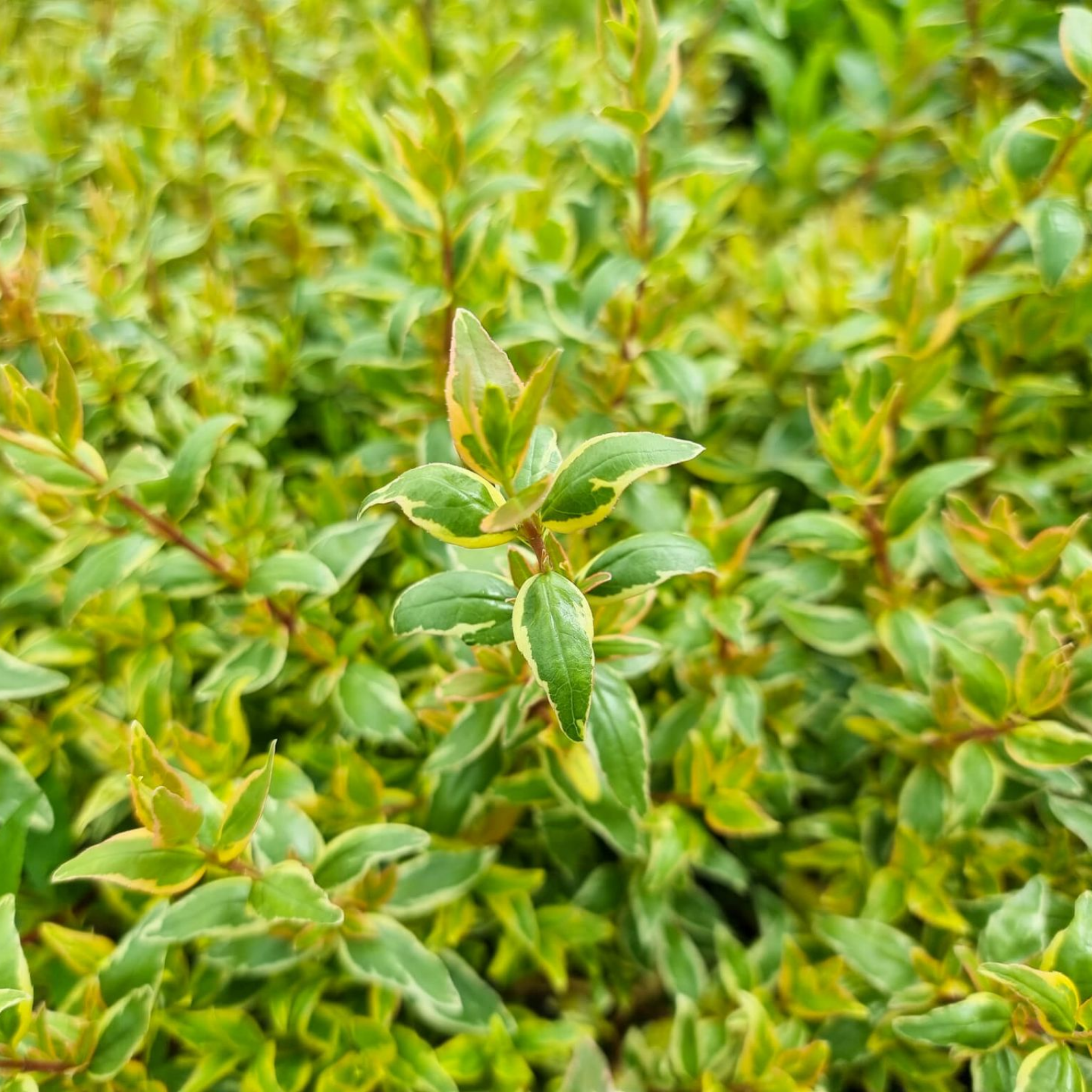 Glossy Abelia Lime Splice - Abelia grandiflora 'Lime Splice'