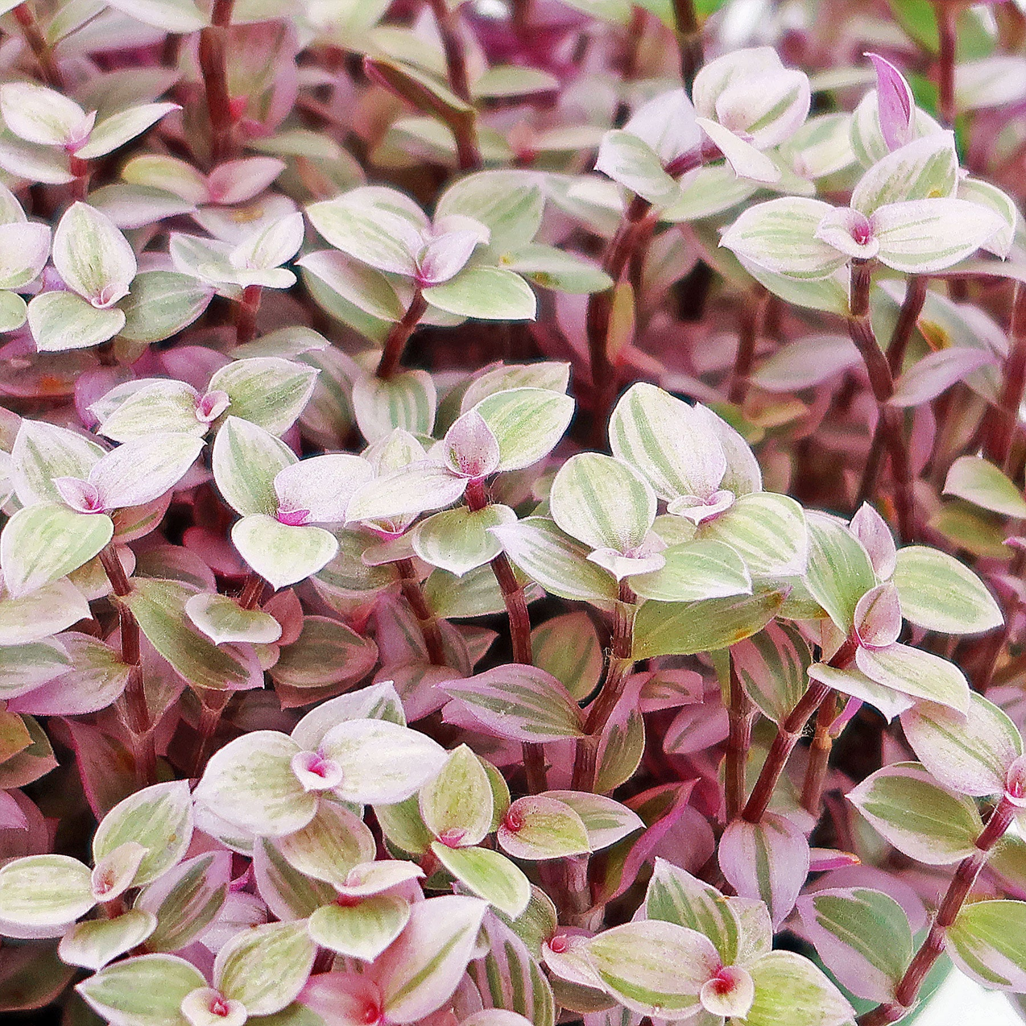 Turtle Vine Pink Panther - Callisia repens Pink Panther