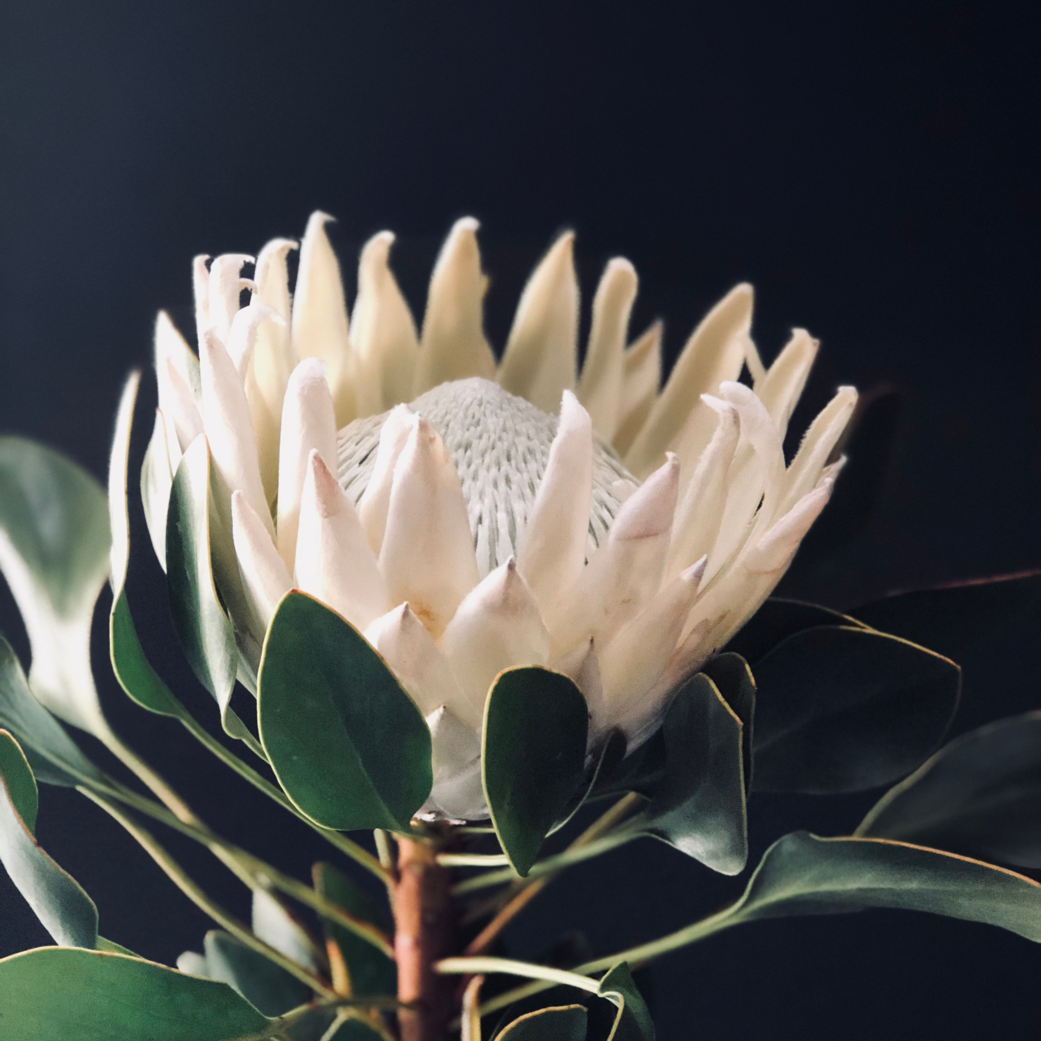 King White King Protea - Protea cynaroides King White