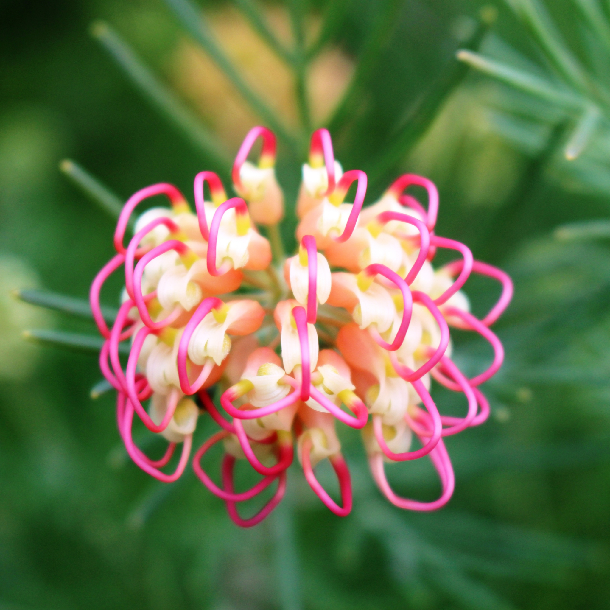 Grevillea 'Winpara Gem' - Grevillea hybrida Winpara Gem