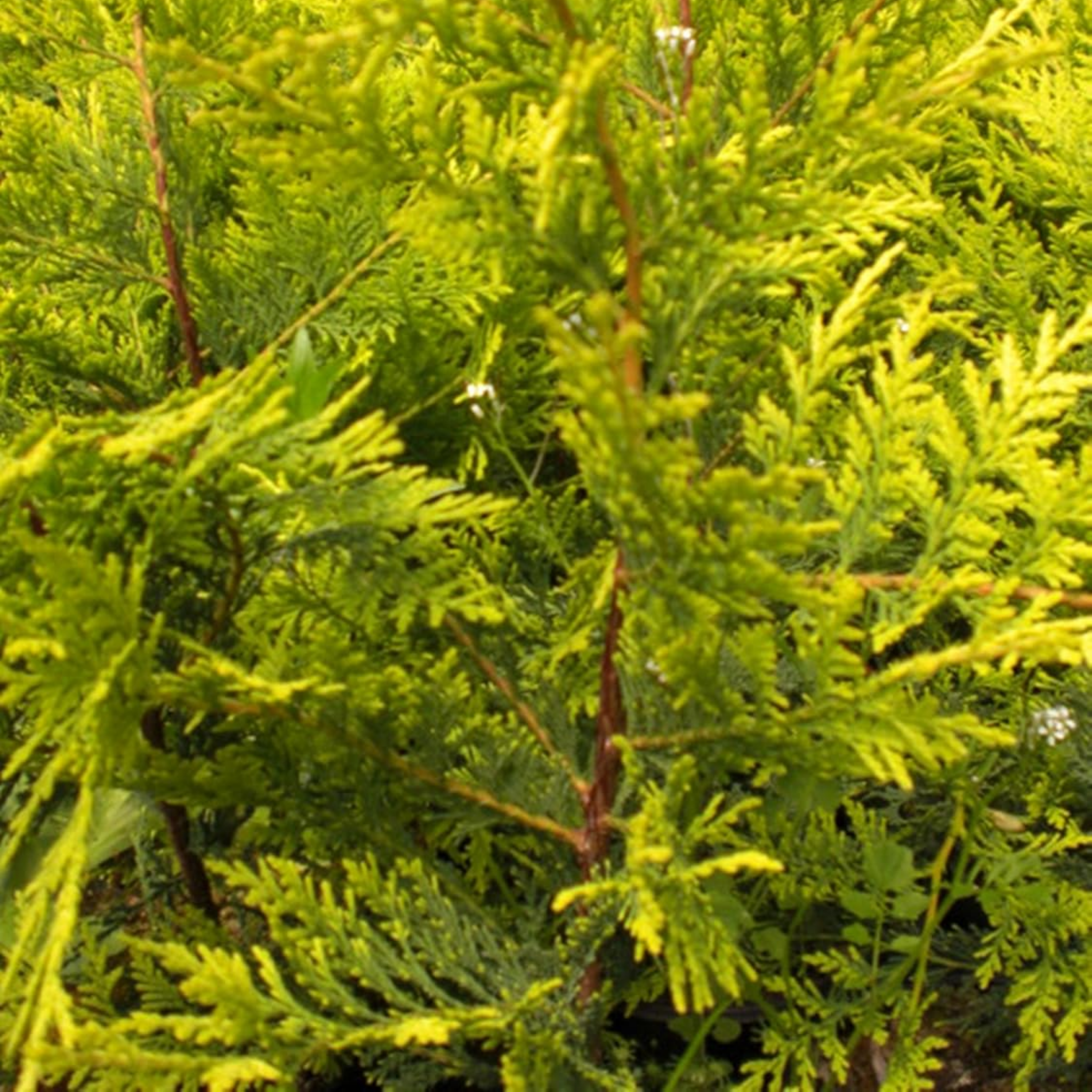 Cupressocyparis leylandii Castlewellan Gold - Leyland Cypress