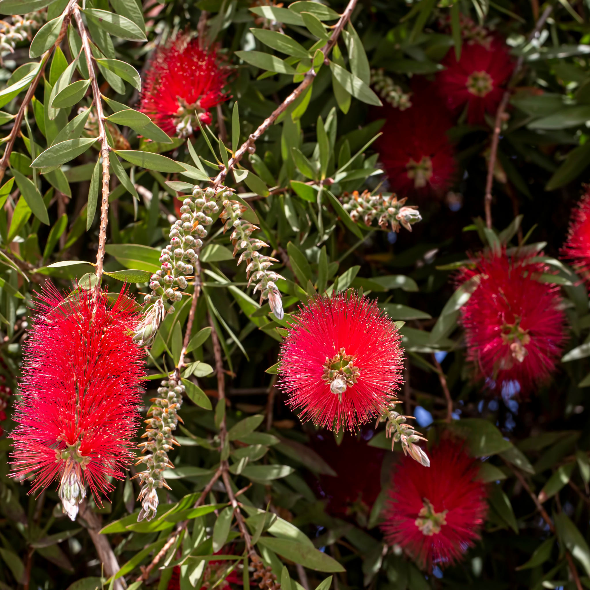 Crimson Bottlebrush - Callistemon citrinus 'Endeavour'
