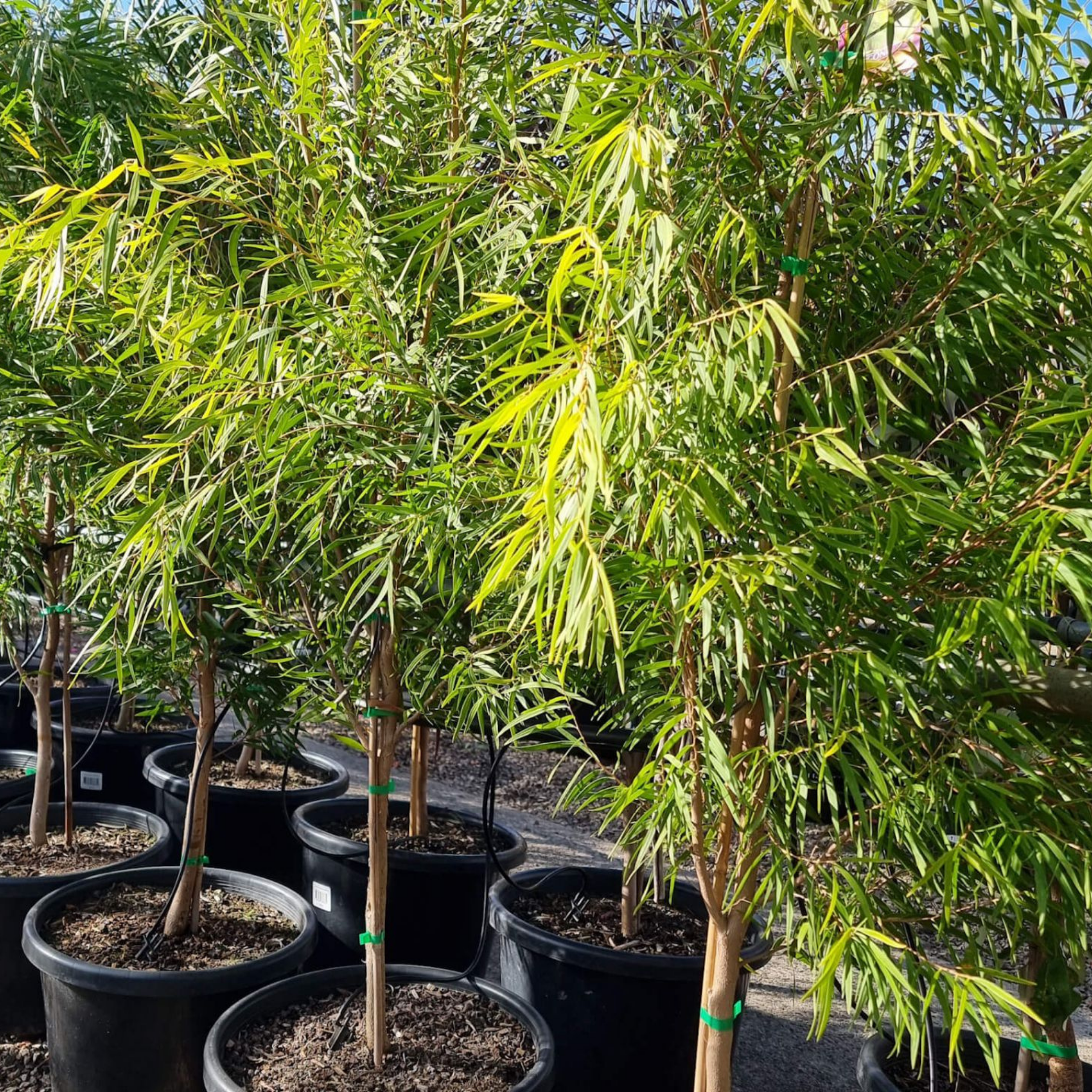 Row of potted trees with green leaves in a nursery setting