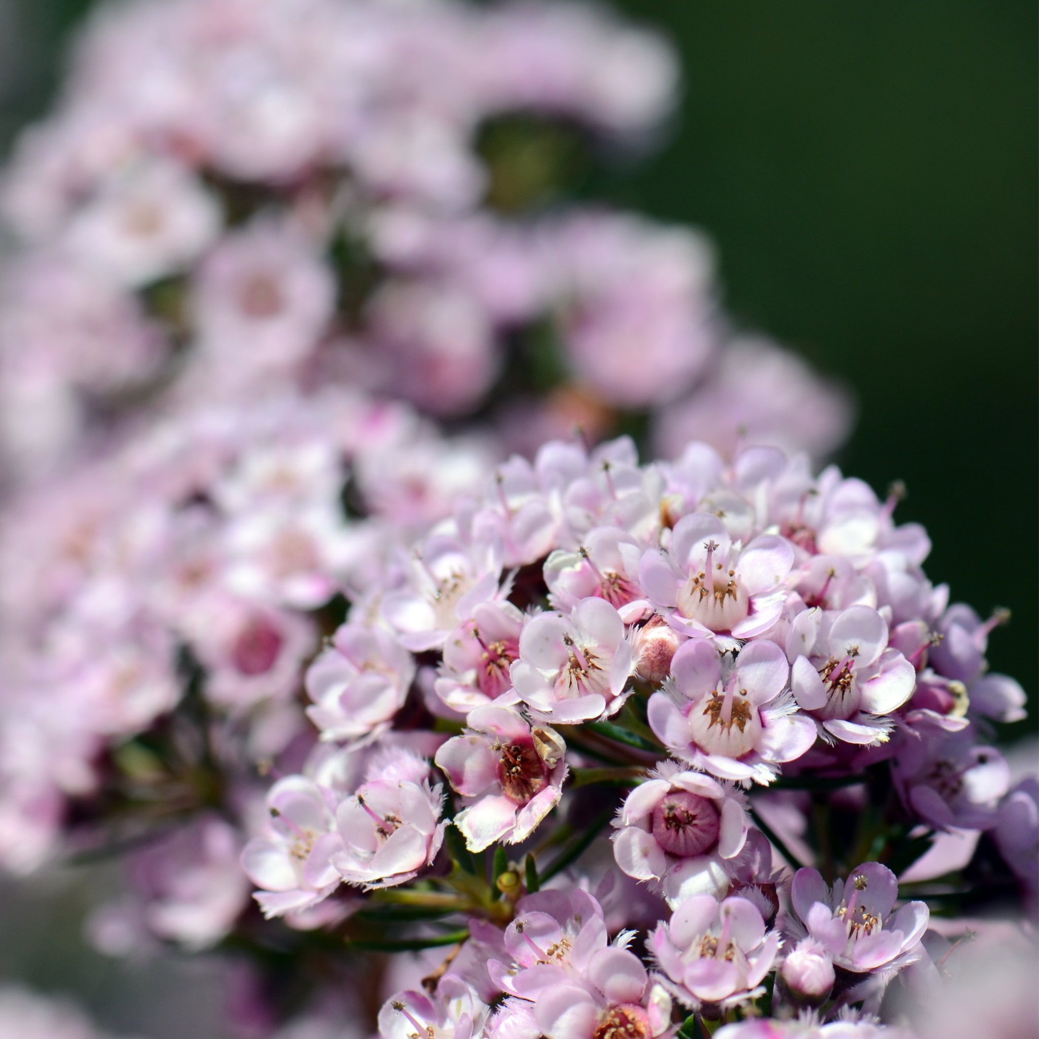 Paddys Pink Waxflower - Chamelaucium verticordia 'Paddys Pink'