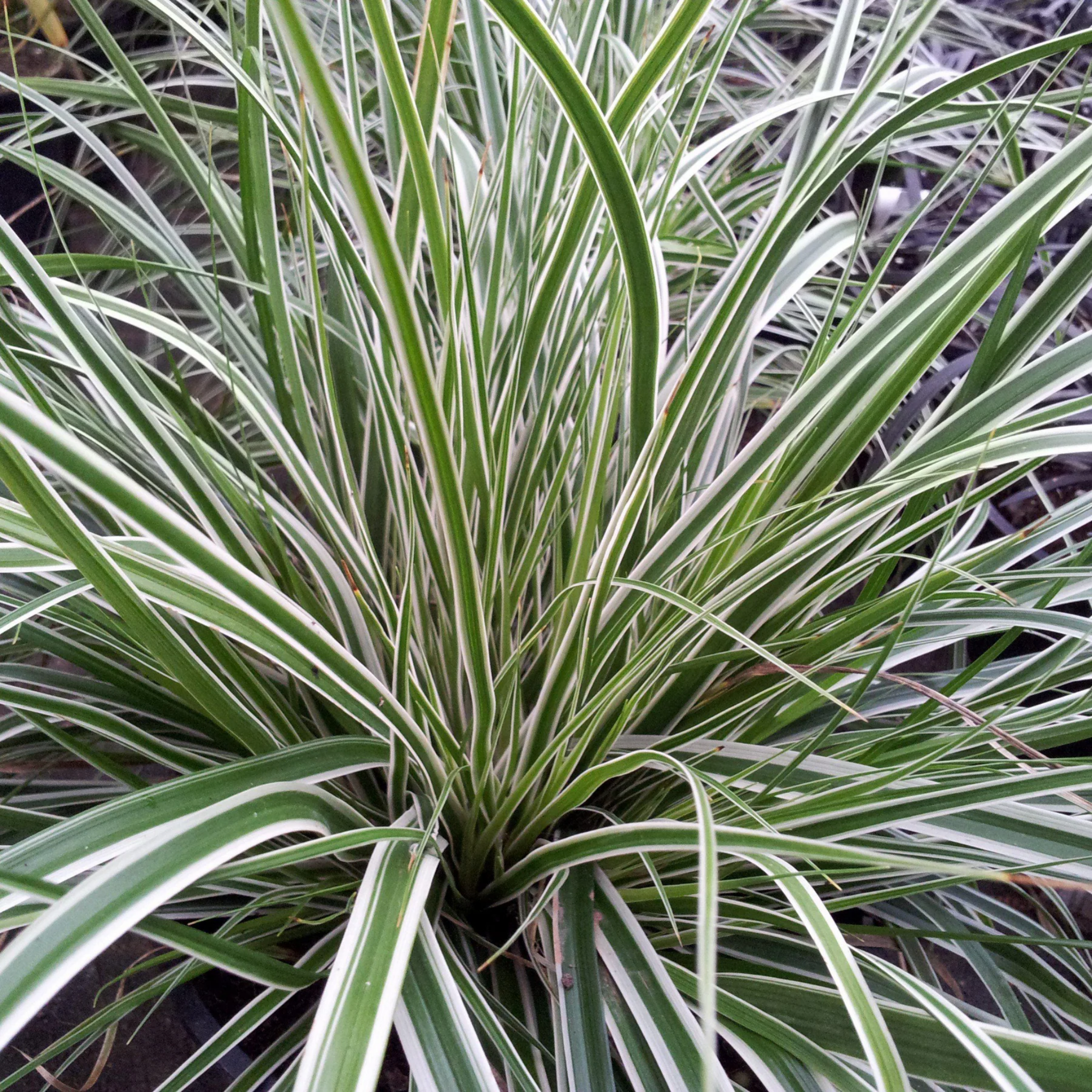 Close-up of a plant with green and white striped leaves.