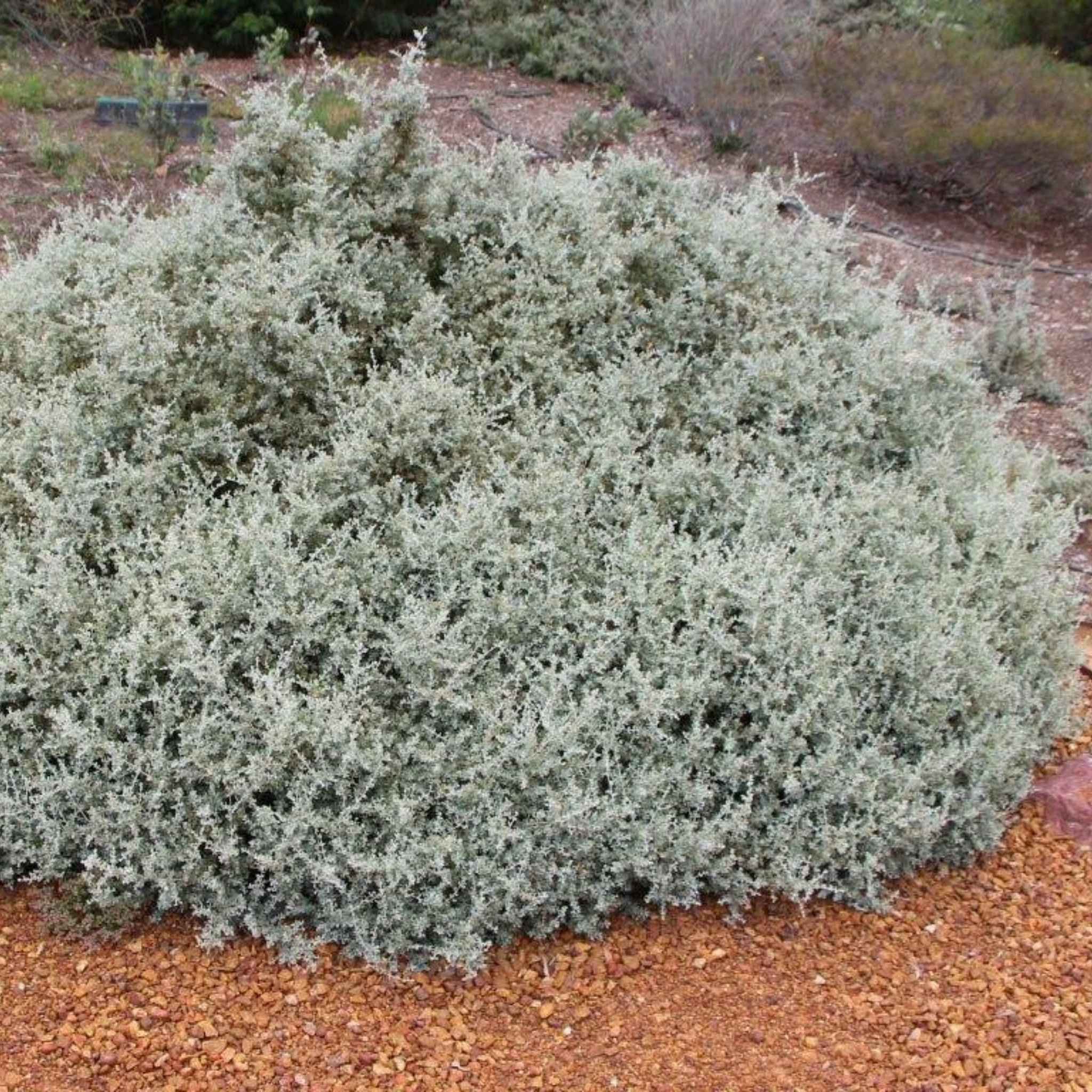 Creeping saltbush - Rhagodia spinescens Aussie Flat Bush PBR