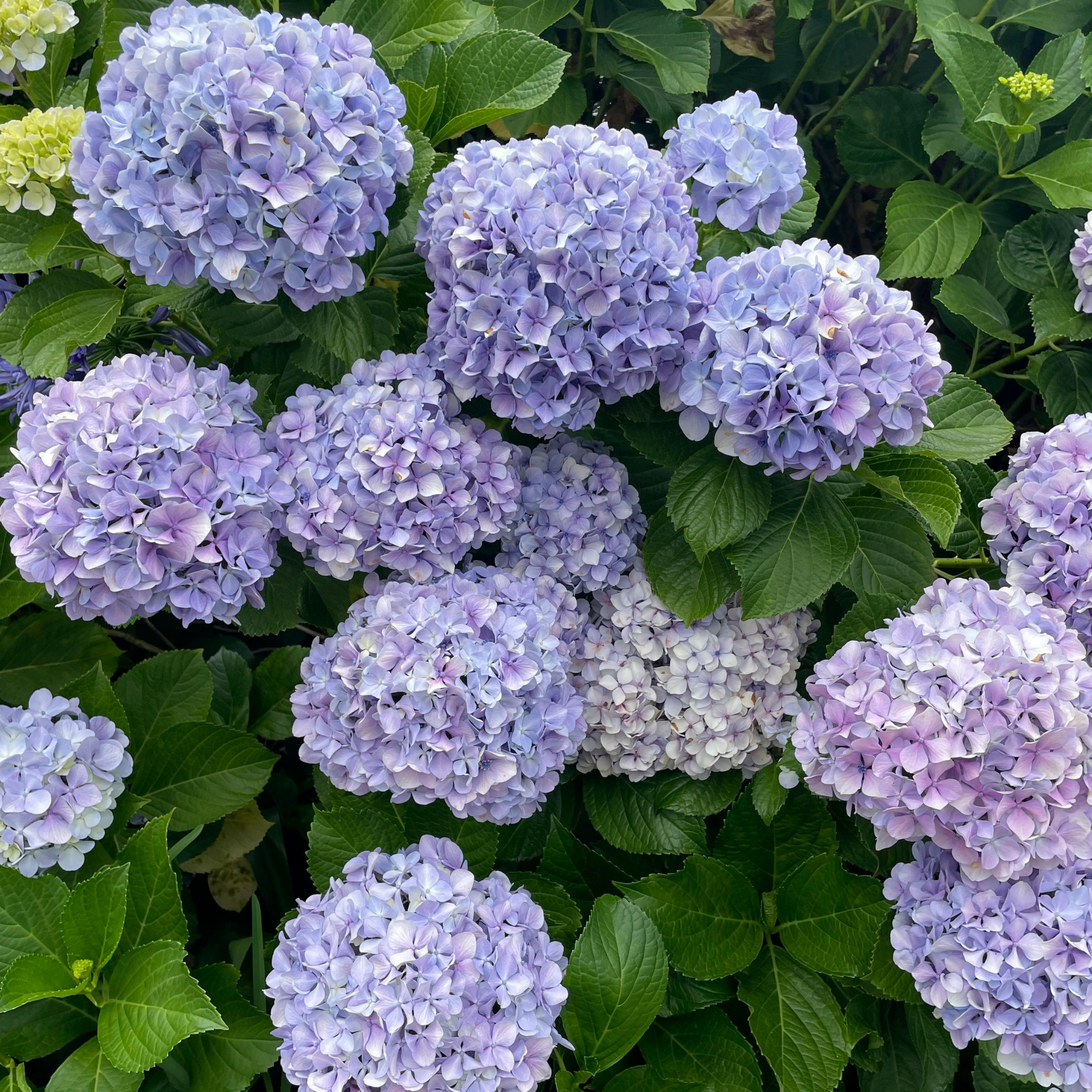 Big Leaf Hydrangea - Hydrangea macrophylla