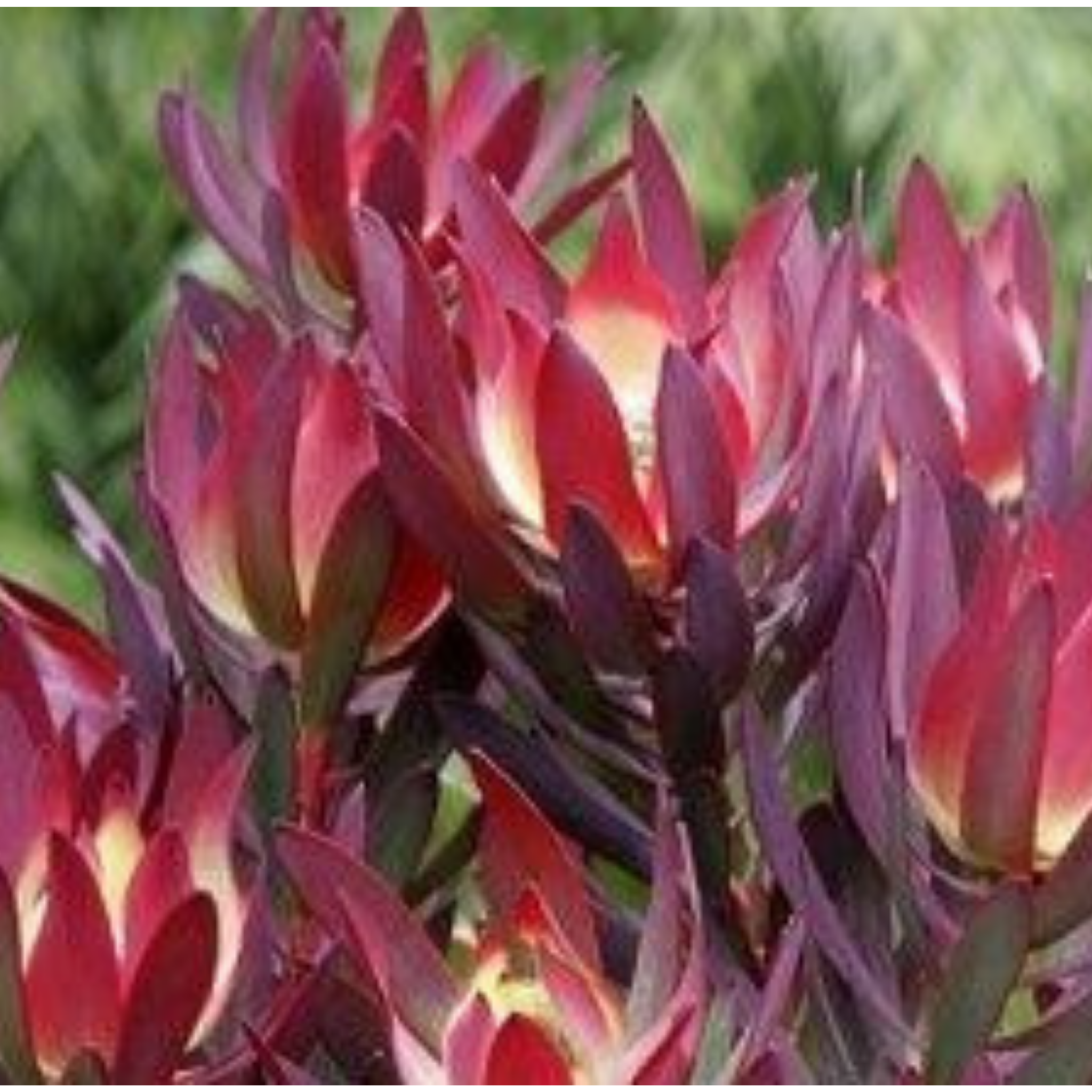 Conebush Devils Blush - Leucadendron salignum Devils Blush
