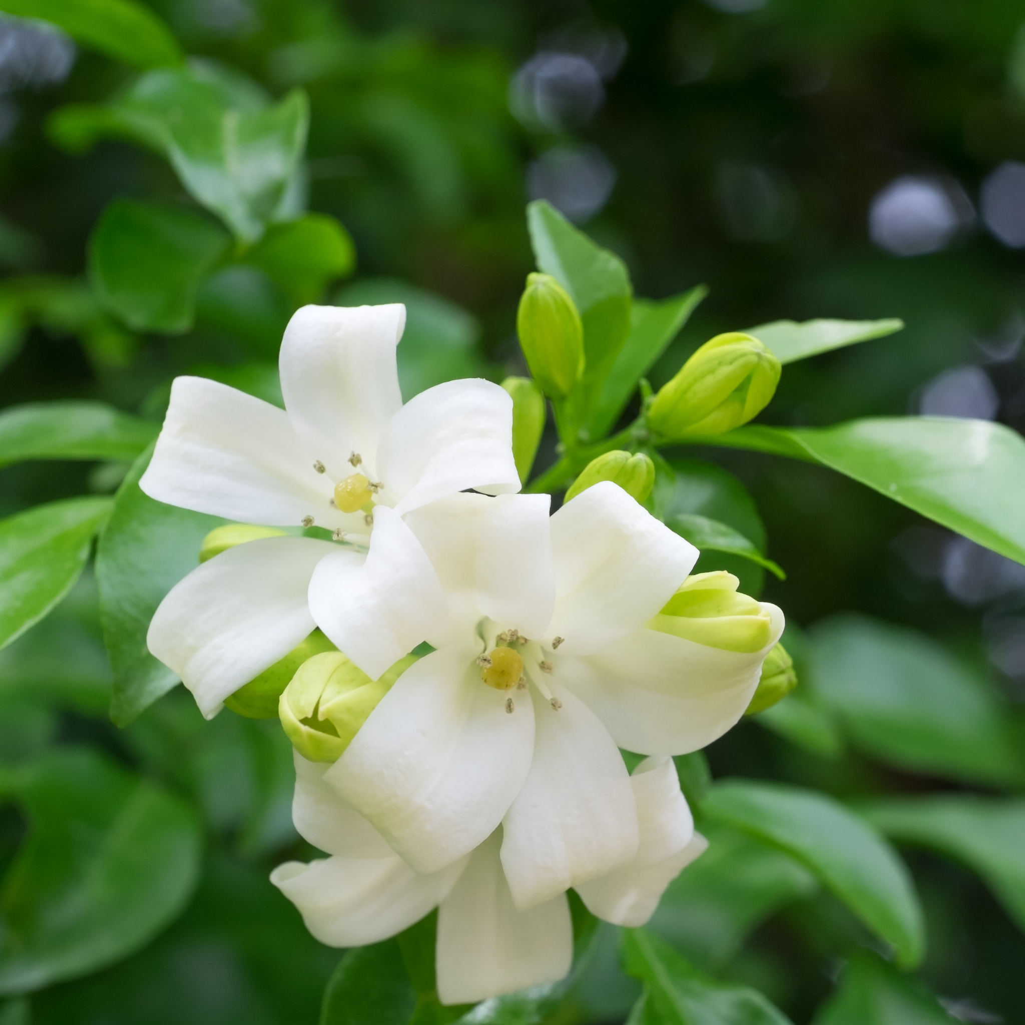 Orange Jessamine - Murraya paniculata