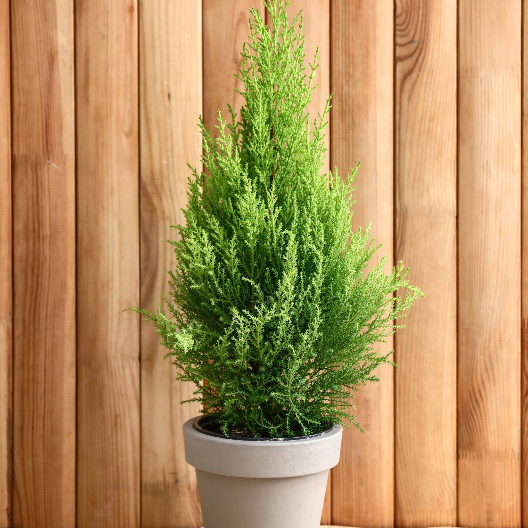 Lemon Cypress - Cupressus macrocarpa 'Lemon Scent'