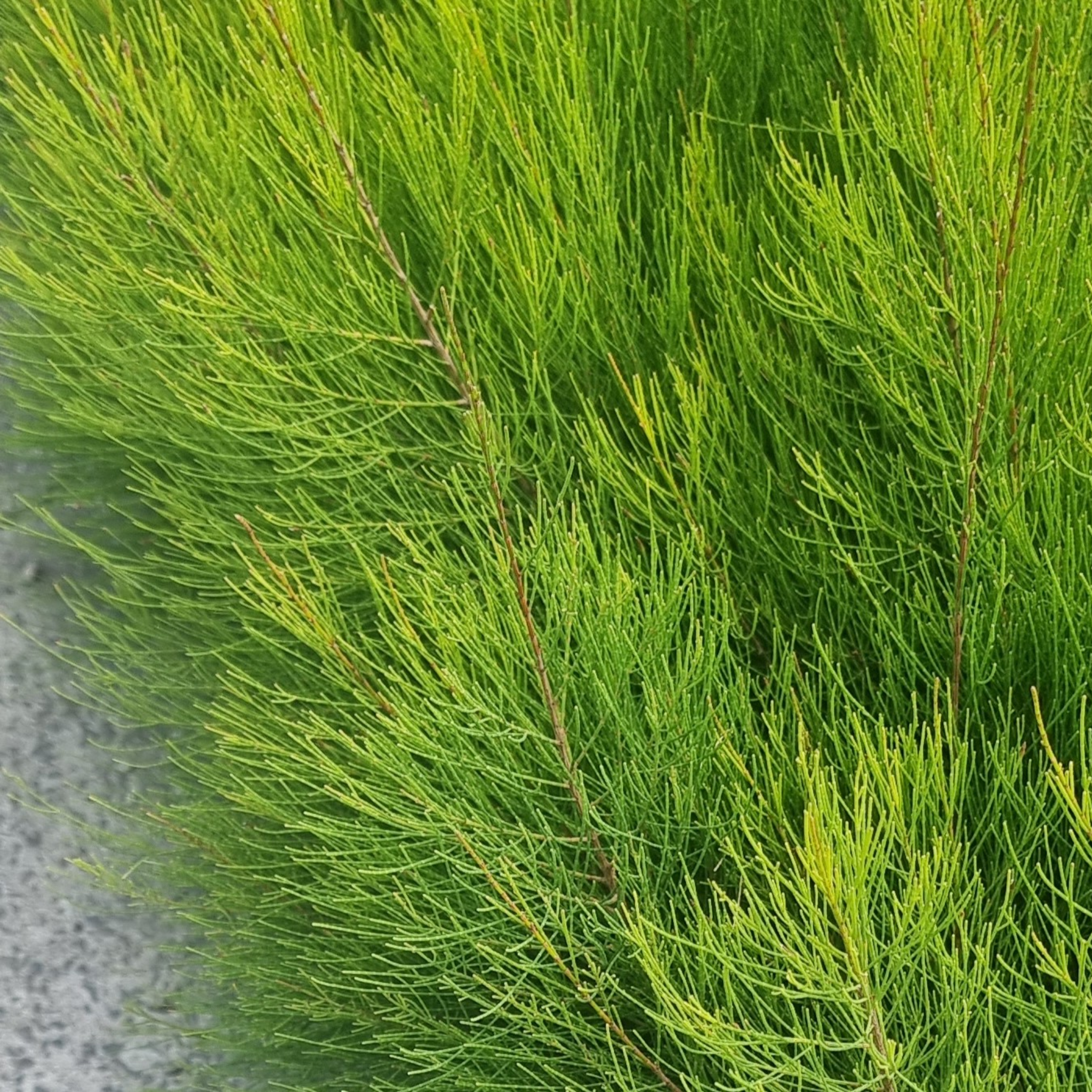 Groundcover Sheoak Green Wave - Casuarina glauca 'Green Wave'