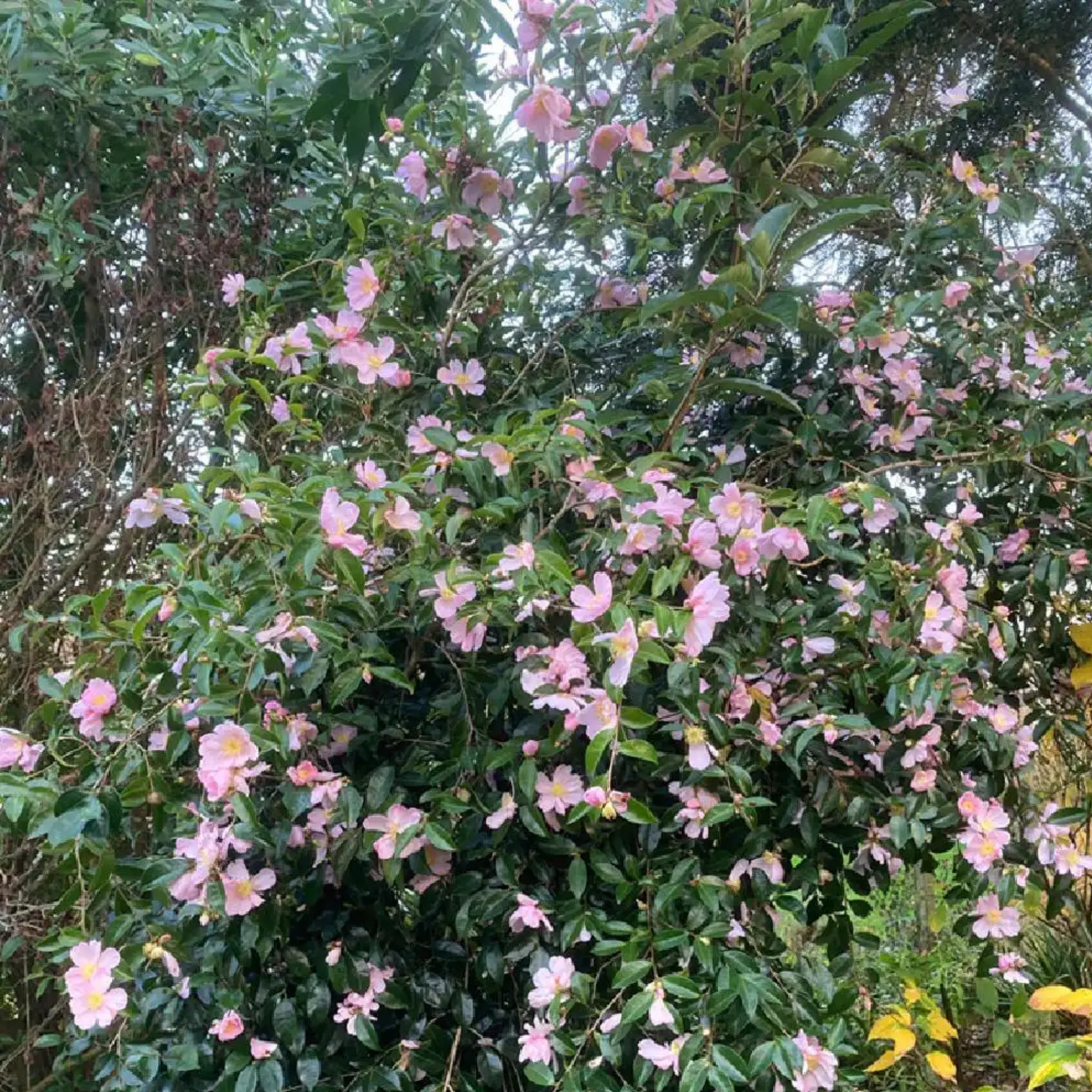 Camellia Plantation Pink - Camellia sasanqua 'Plantation Pink'