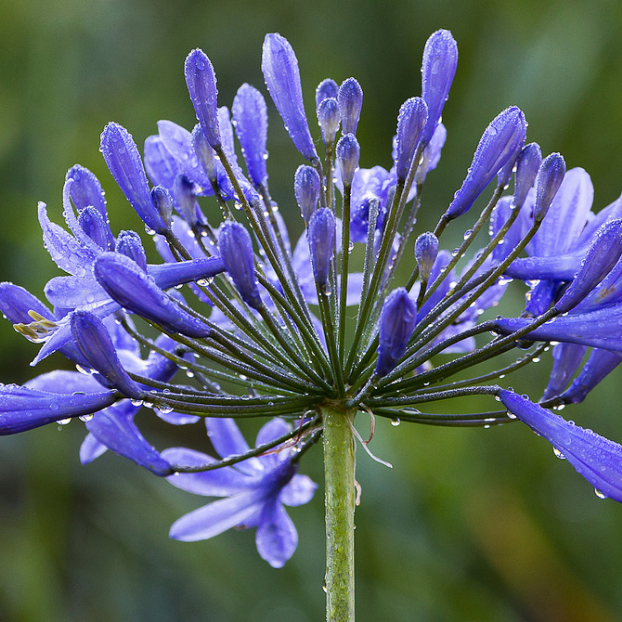 Agapanthus africanus 'Baby Blue' - Dwarf African Lily of the Nile