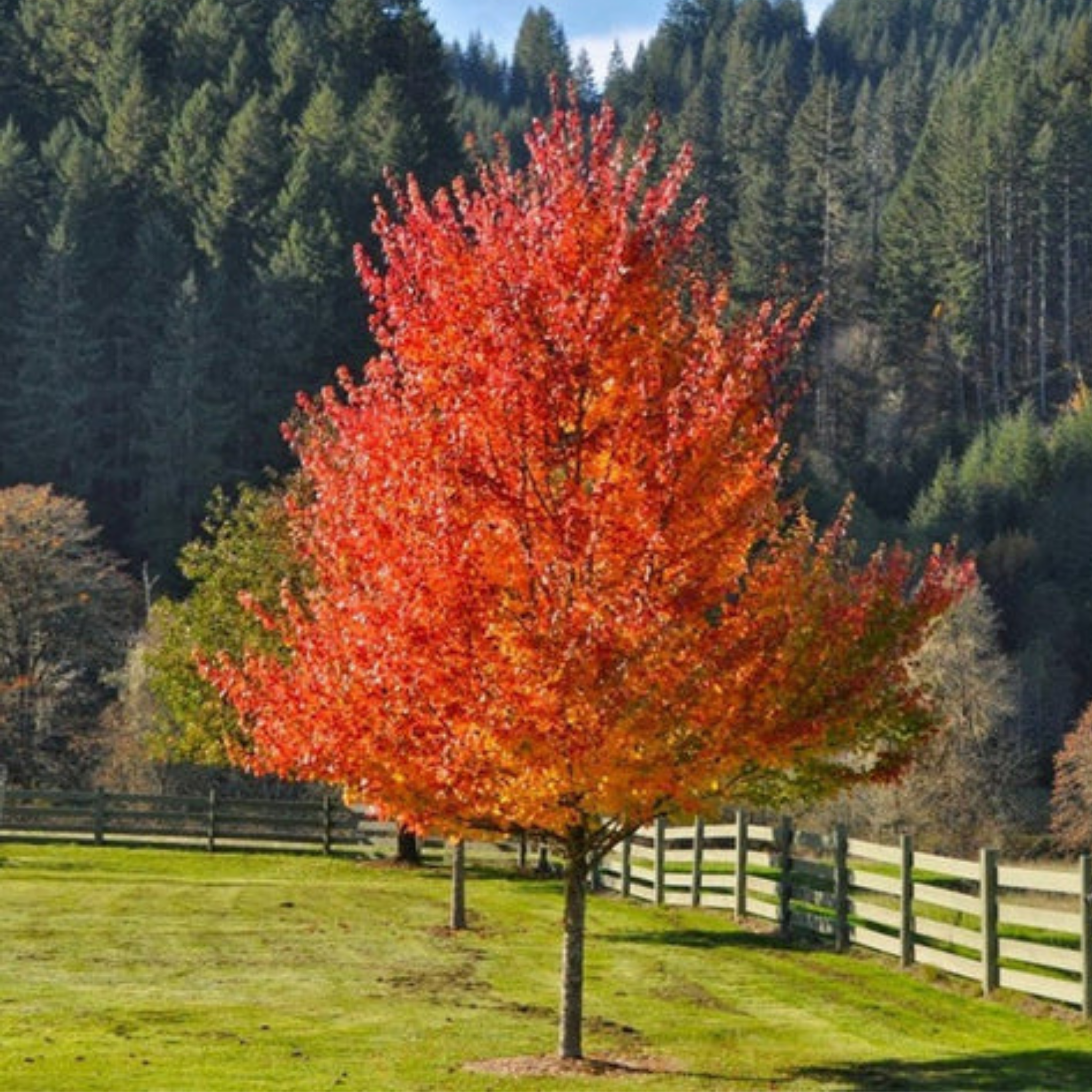 Autumn tree with red leaves in a grassy field with a wooden fence and forest in the background