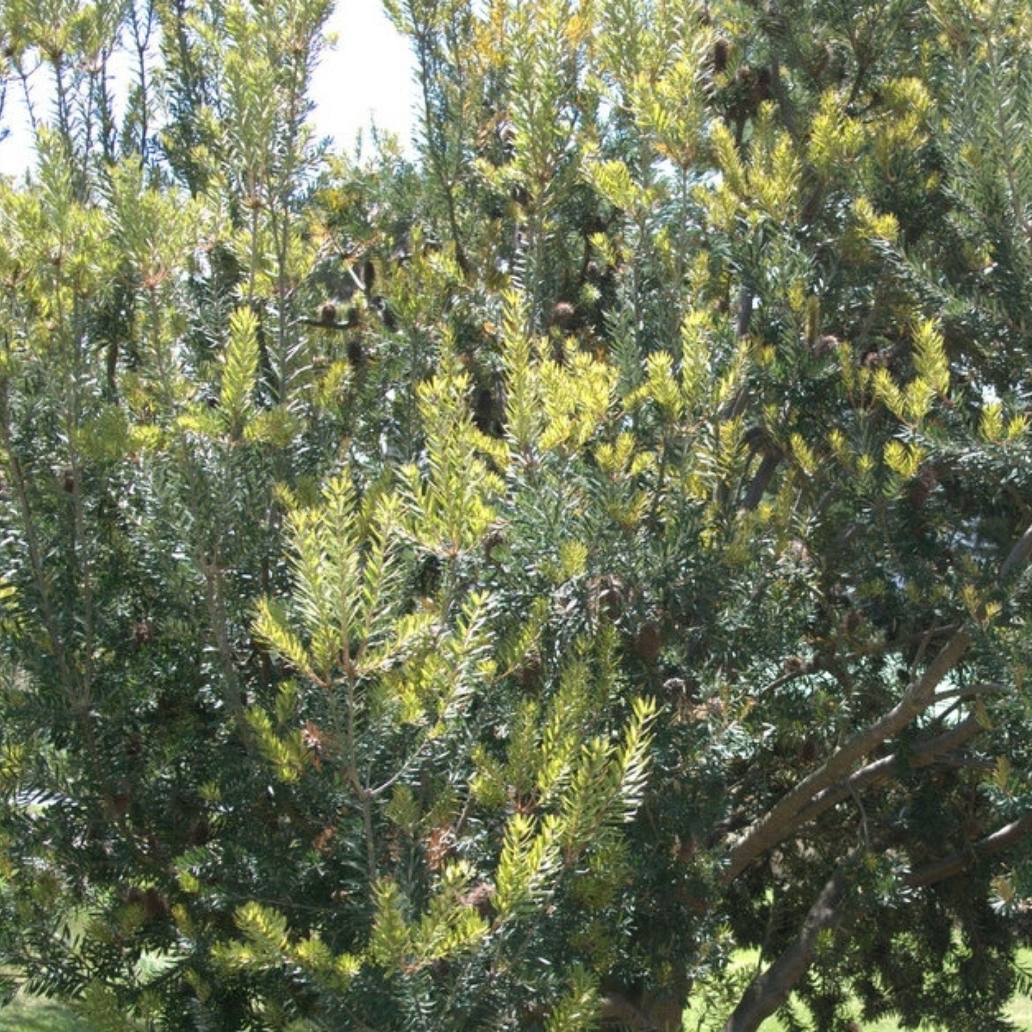 Tree with green leaves and cones in a natural setting