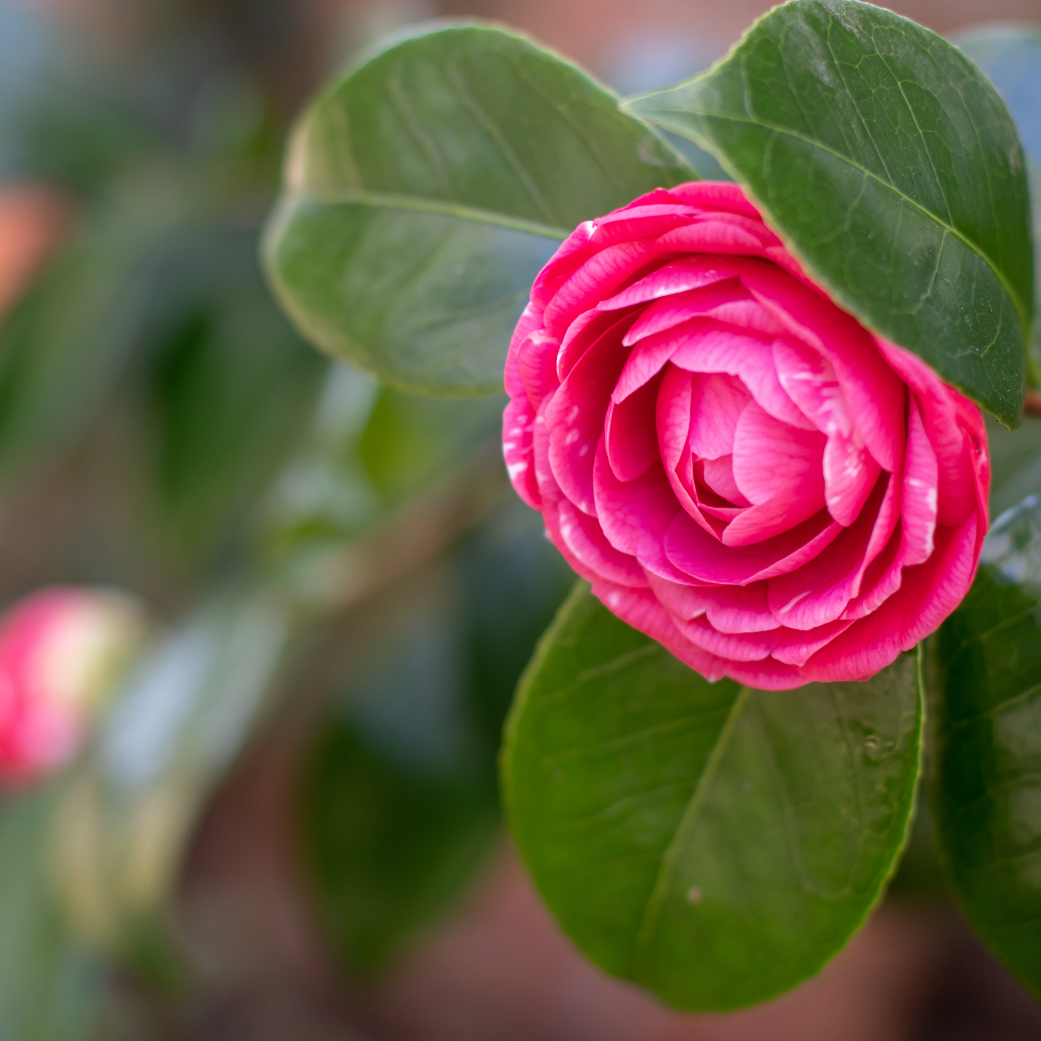 Close-up of a pink flower with green leaves on a blurred natural background