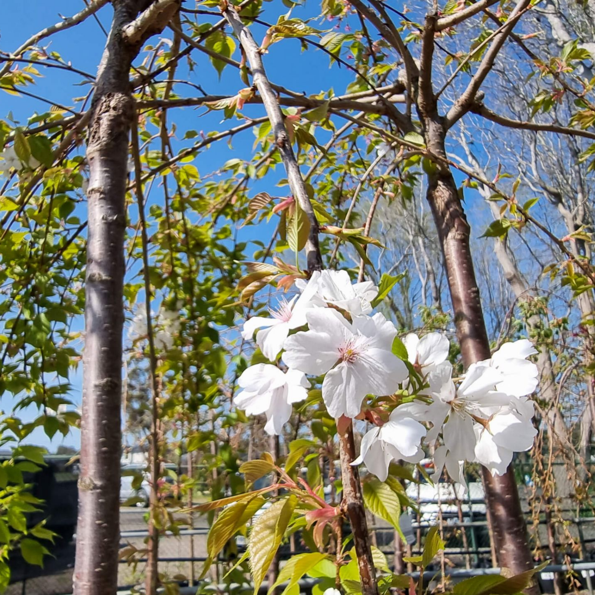 White flowers on a tree branch with a clear blue sky in the background
