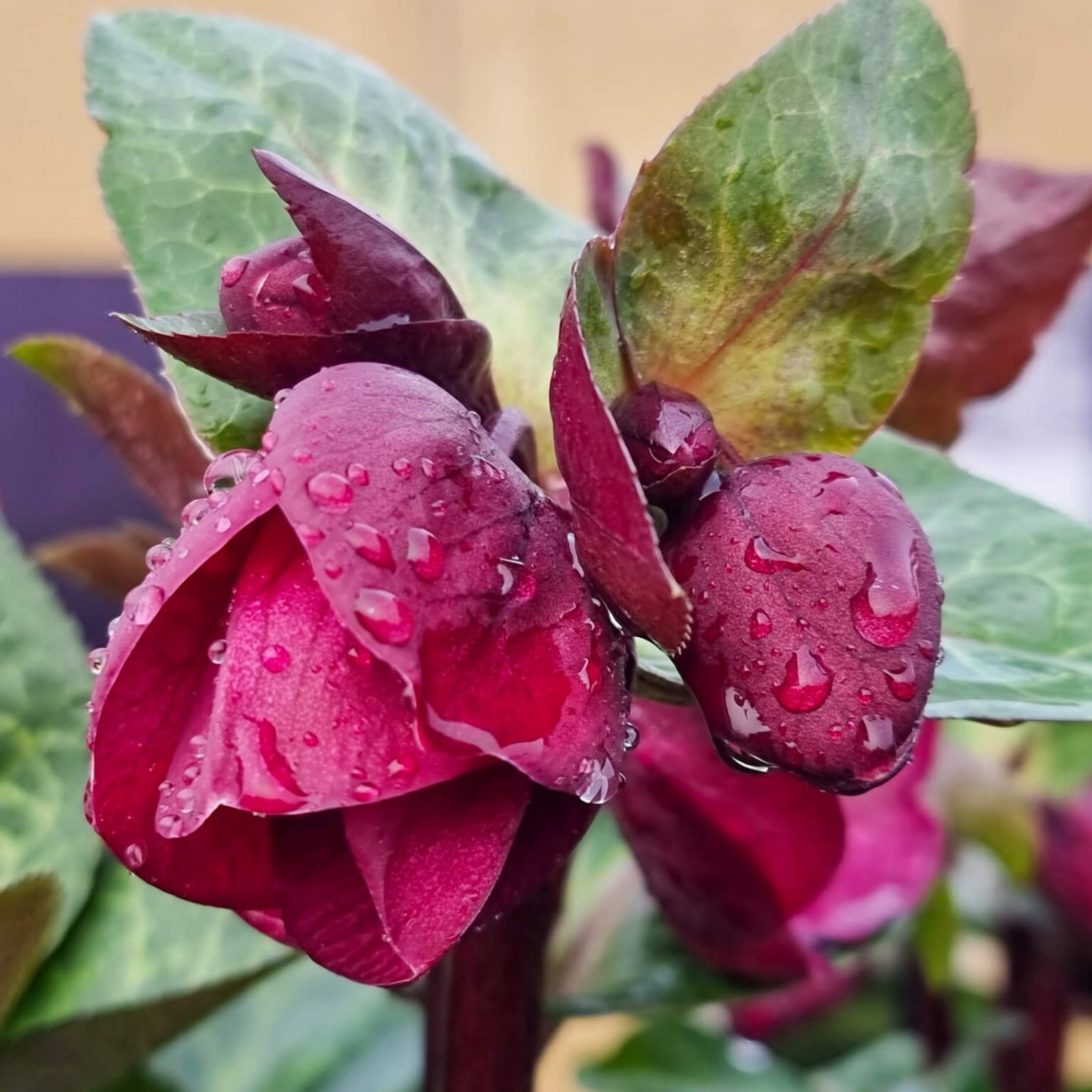 Winter Rose Vibey Velvet - Helleborus hybrida Vibey Velvet