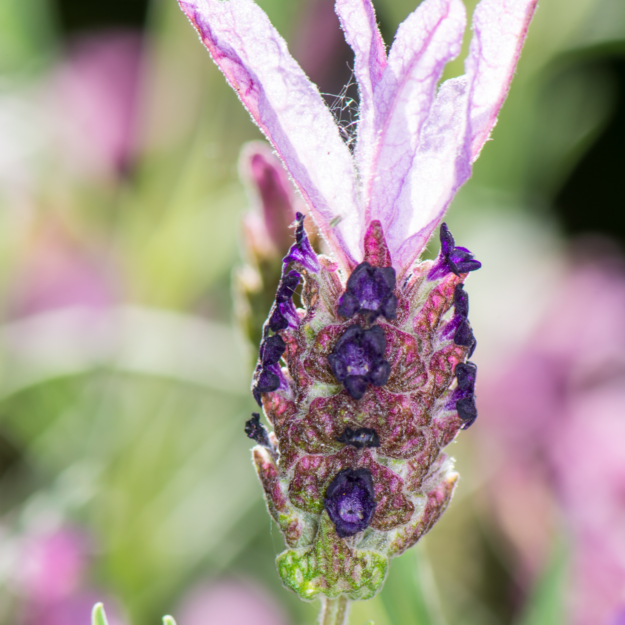 Pink Queen Lavender - Lavandula pedunculata Pink Queen