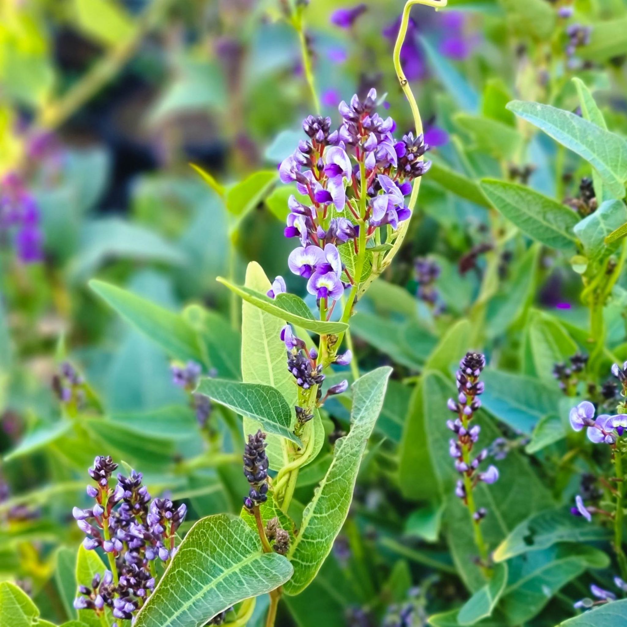 Native Wisteria Bliss - Hardenbergia violacea 'Bliss'