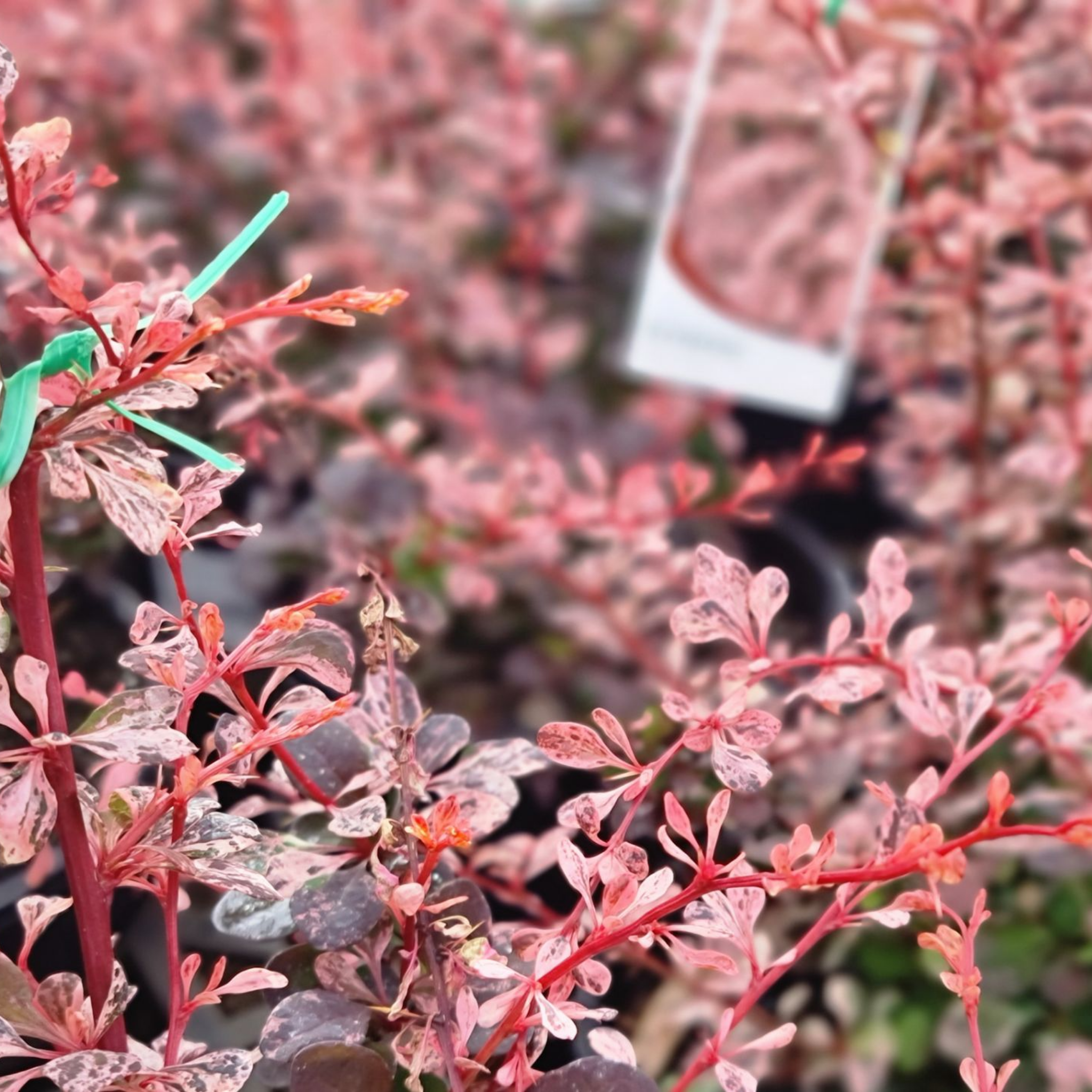 Purple Japanese Barberry Rose Glow - Berberis thunbergii atropurpurea 'Rose Glow'