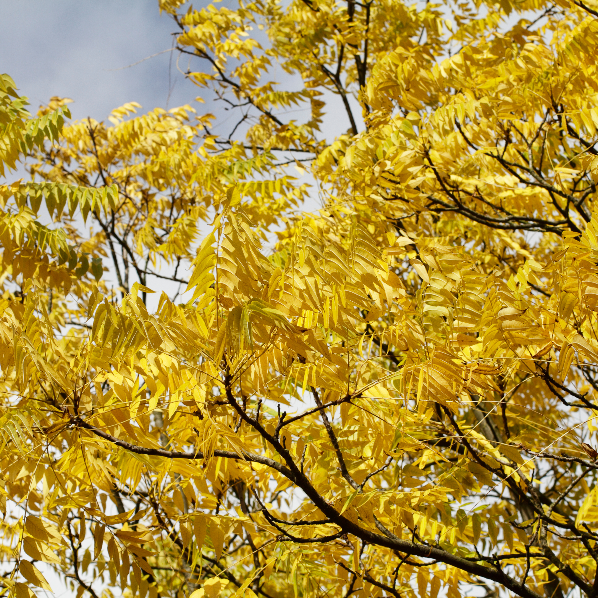 Golden Honey Locust - Gleditsia triacanthos inermis Sunburst