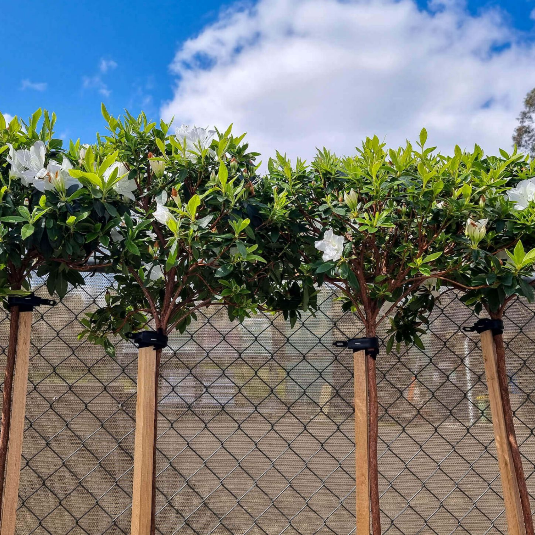 Topiary trees with white flowers and green leaves against a chain-link fence and blue sky.